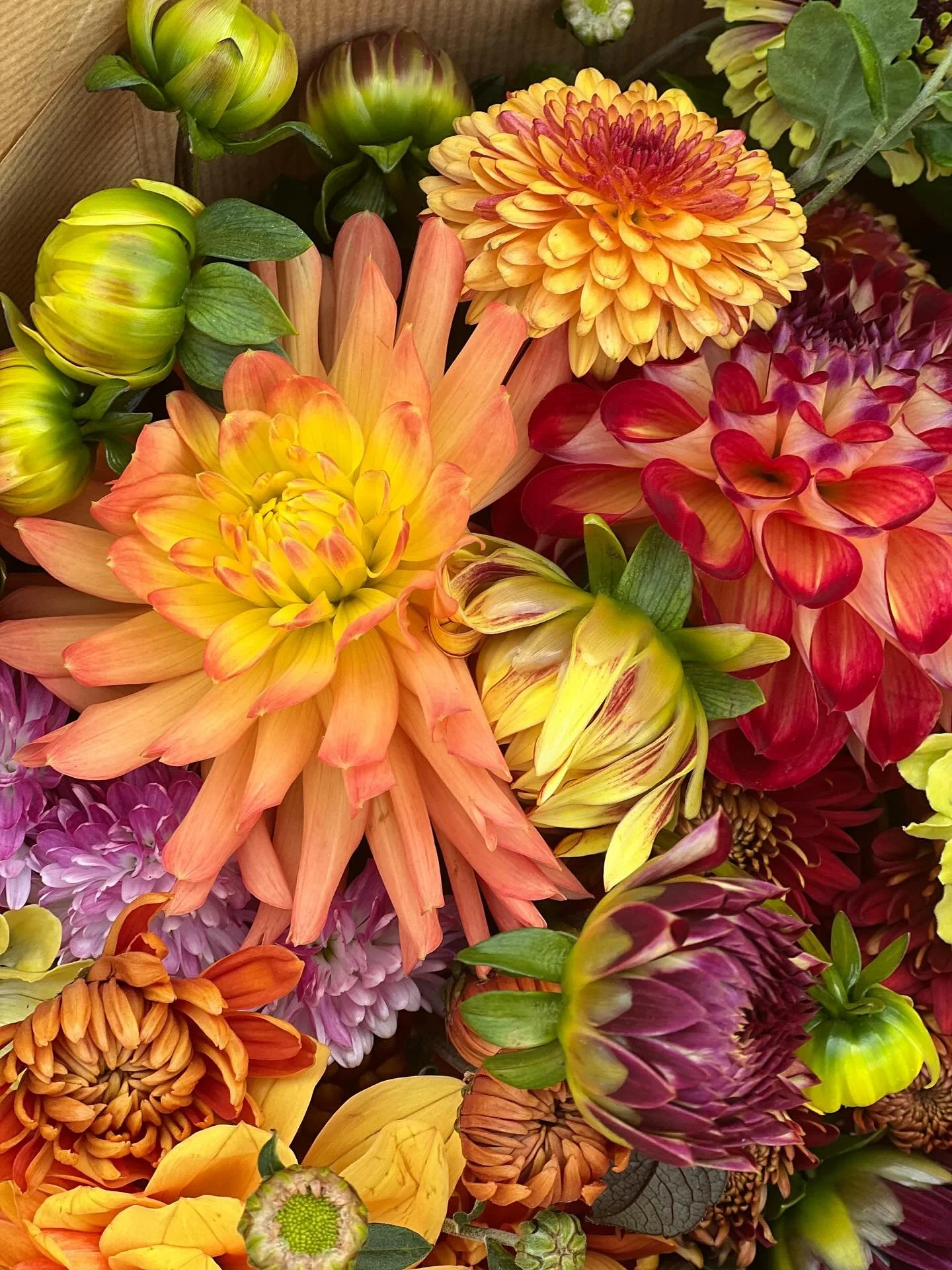 We are still picking the last few dahlias and chrysanthemums. Some have ended up a little wonky but lesson learnt for not having support netting higher up- who knew they would grow so tall. 

I&rsquo;ve just dropped a few bunches in ff @modburyfarmsh