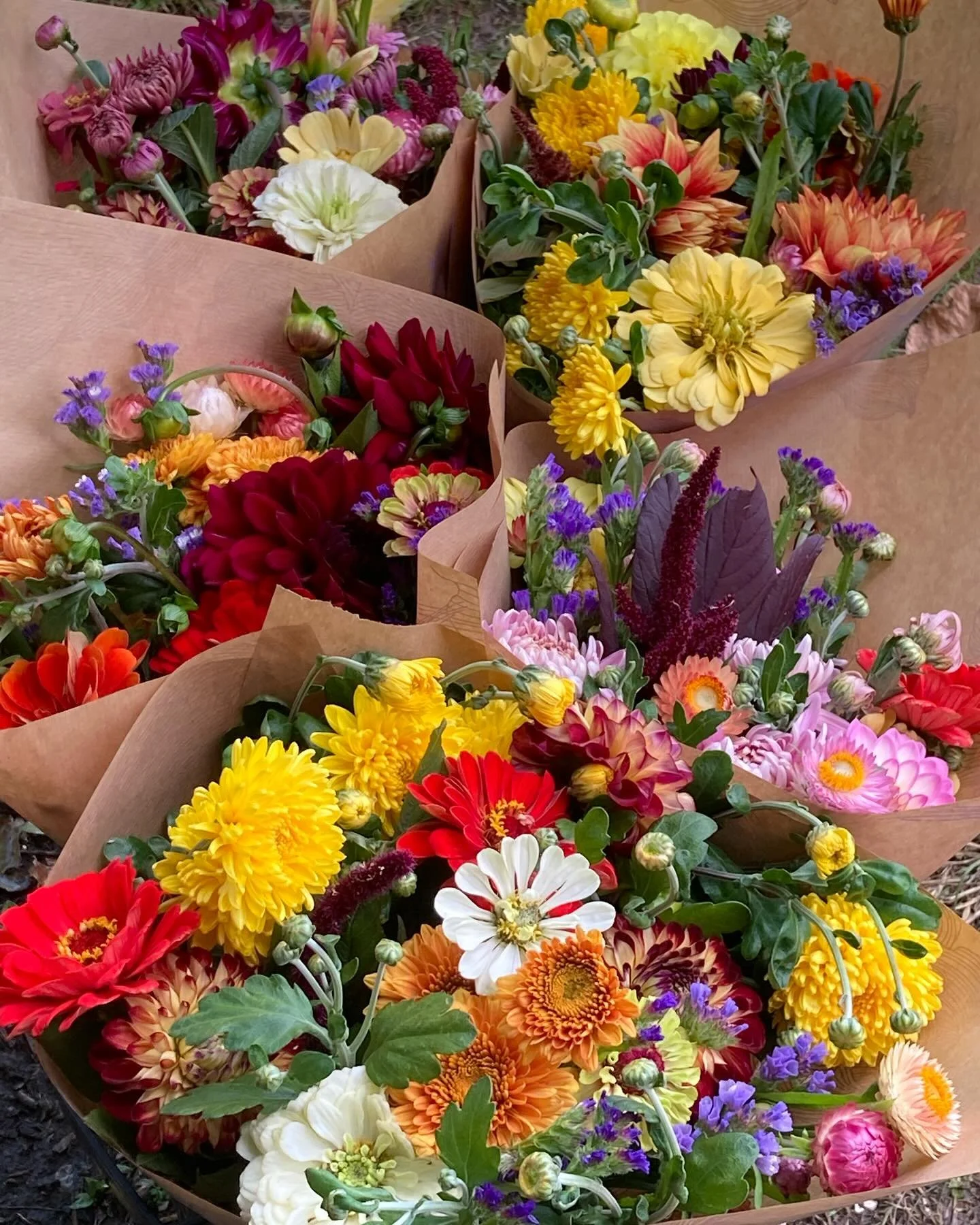 Fri&mdash; oops Thursday flowers @modburyfarmshop . 

The rain has been taking its toll but the dahlias, zinnias and chrysanthemums are loving it. 

Extra large bunches this week but limited. We&rsquo;ll keep putting bunches out whilst we have the fl