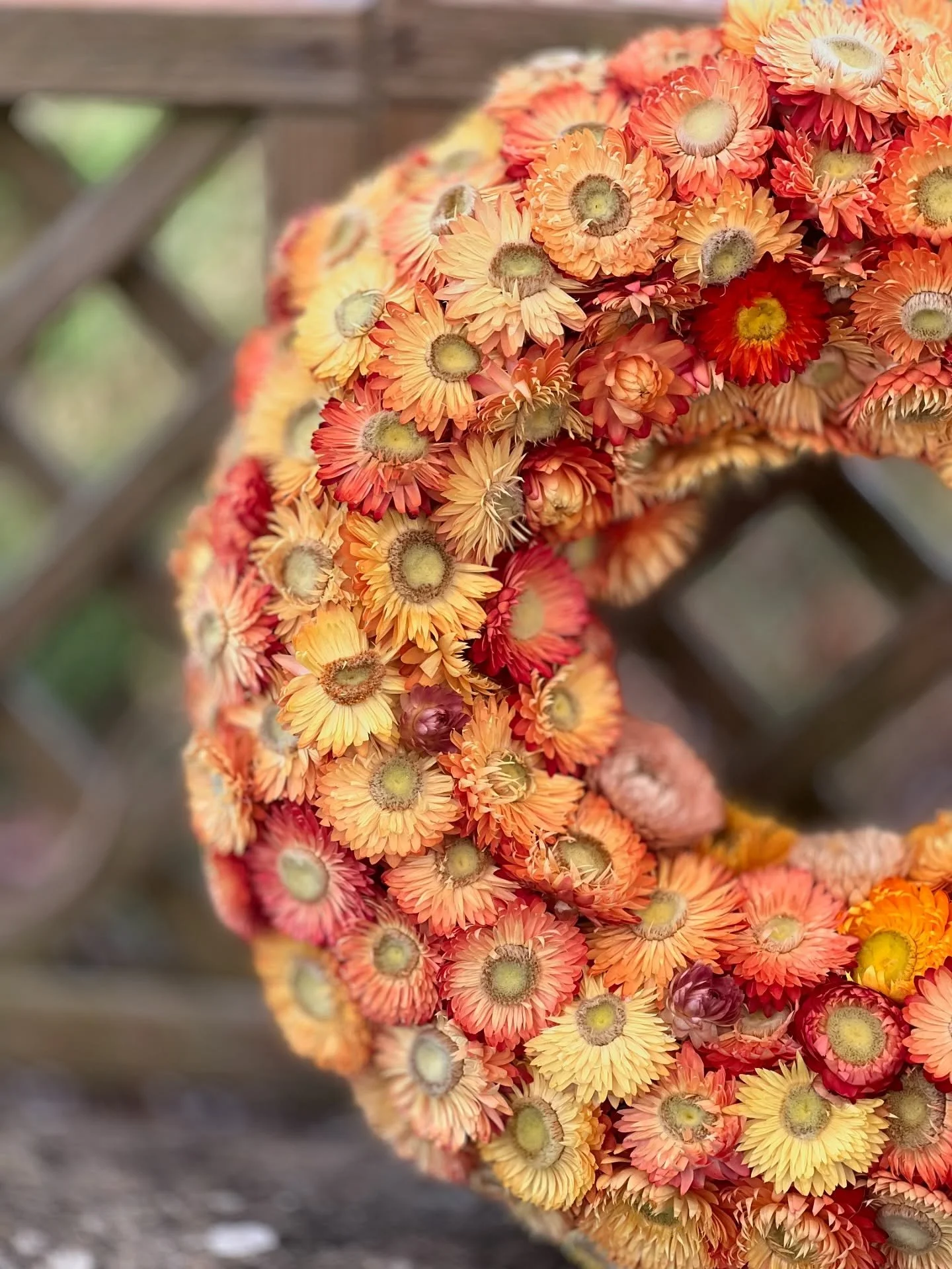 Another Autumnal offering with this ray of sunshine strawflower wreath. 

It&rsquo;s around 32cm wide made on a natural wreath ring, with a jute string hanger. 

As each one will be handcrafted by us here at The Flower Social, they will all be unique