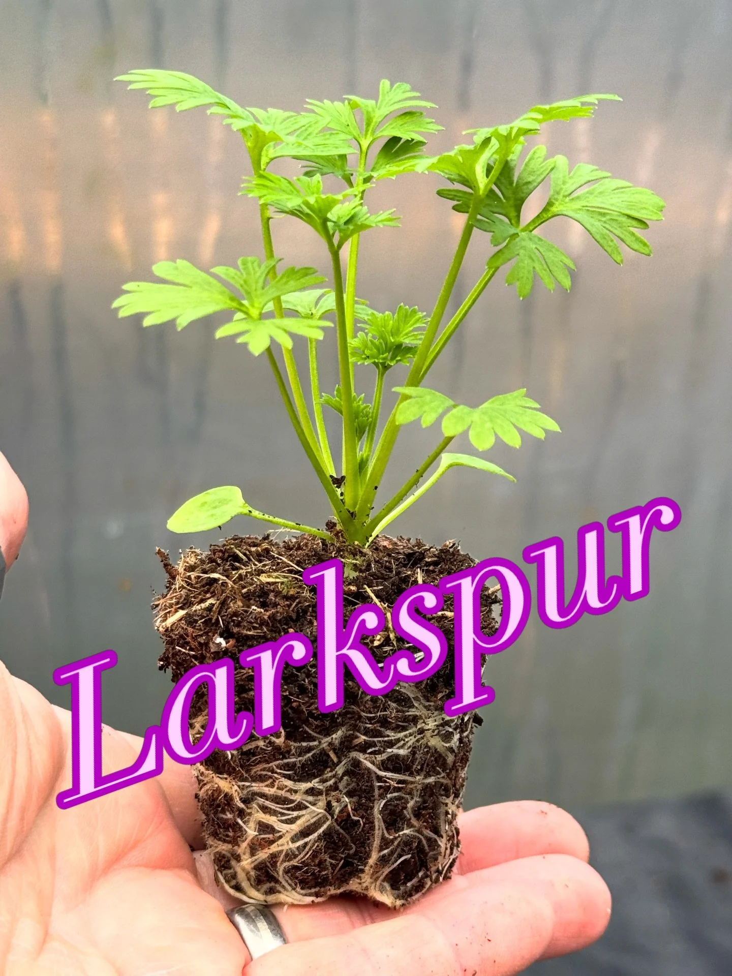 Overwintered Larkspur Plug Plants &ndash; Ready for Their Forever Beds!

Our beautiful larkspur plug plants have safely overwintered and are now strong, healthy, and almost ready to plant out after a short hardening-off period.

At just &pound;1.25 e