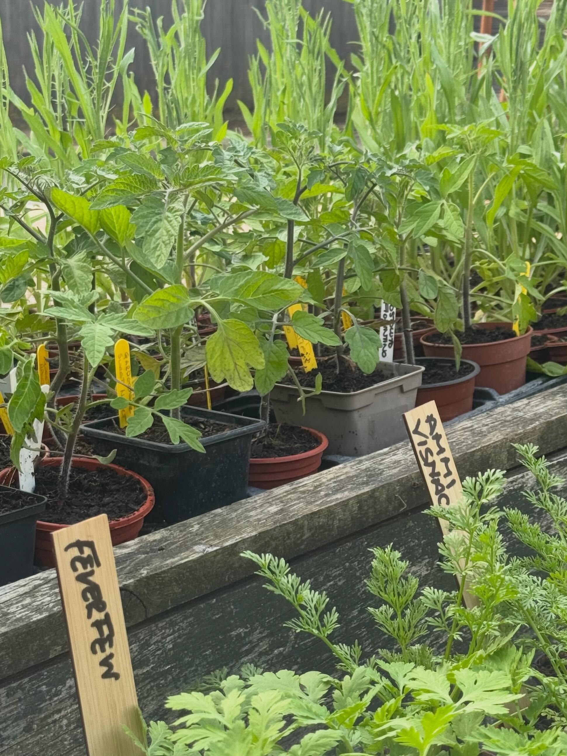 Missed our plant sale? Don&rsquo;t worry &mdash; I&rsquo;ve just topped up the stands outside @modburyfarmshop 

If you&rsquo;re still looking for cut flower plants, we&rsquo;ve got plenty to choose from, including Cornflowers, Ammi, Strawflowers, To