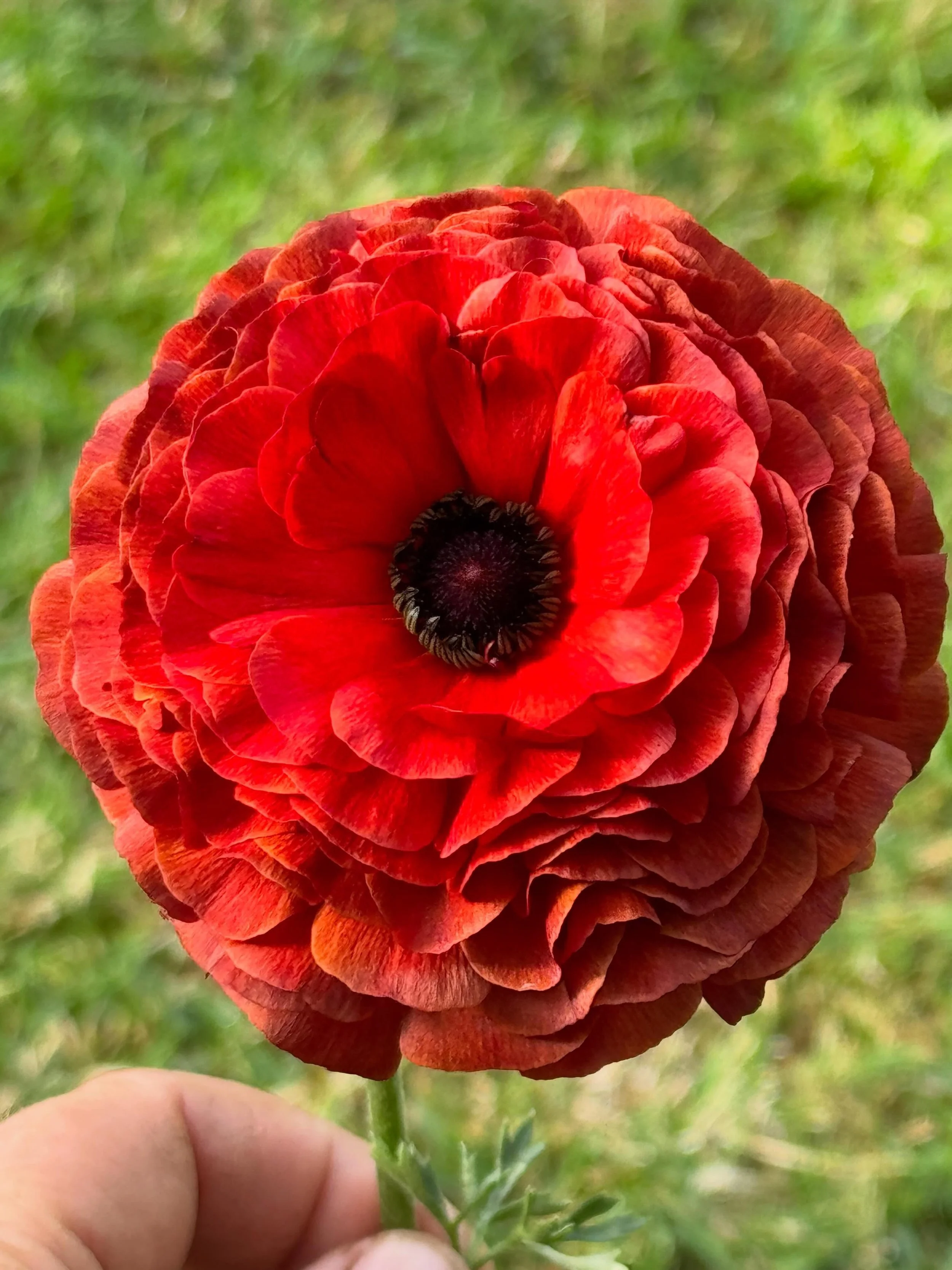 Ranunculus have officially been my nemesis since I started the flower farm. 

Every year I&rsquo;ve tried growing them, something&rsquo;s gone wrong &mdash; the corms have rotted before they even got going, or the polytunnel got too warm and they&rsq
