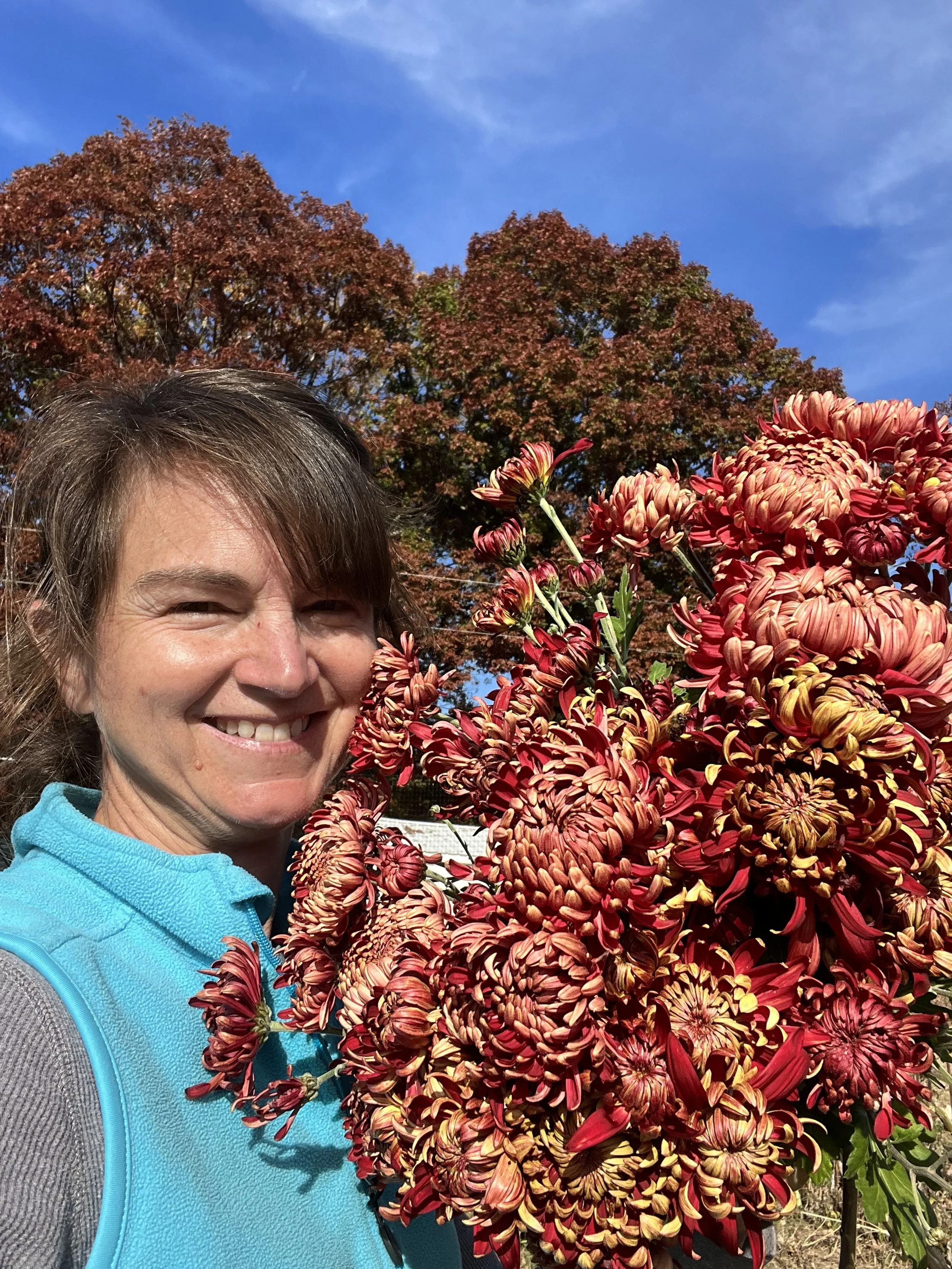 Rust Fall chrysanthemums from Buck Naked Farm in Pittsboro, NC