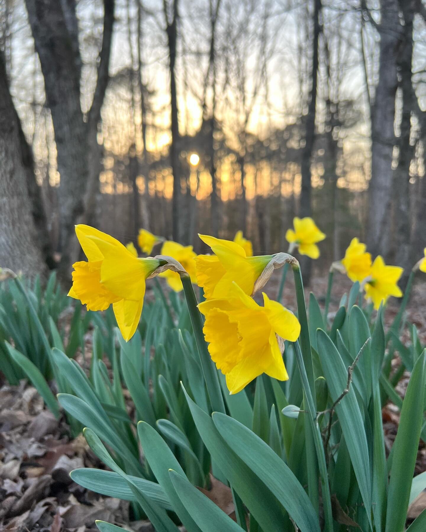 If daffodils are blooming in your yard right now, why not bring them in? They make a great cut flower &mdash; if you do 2 things:

1) Cut them when they drop their heads to &lsquo;gooseneck&rsquo; stage but before the buds open. See photo 2 for an ex