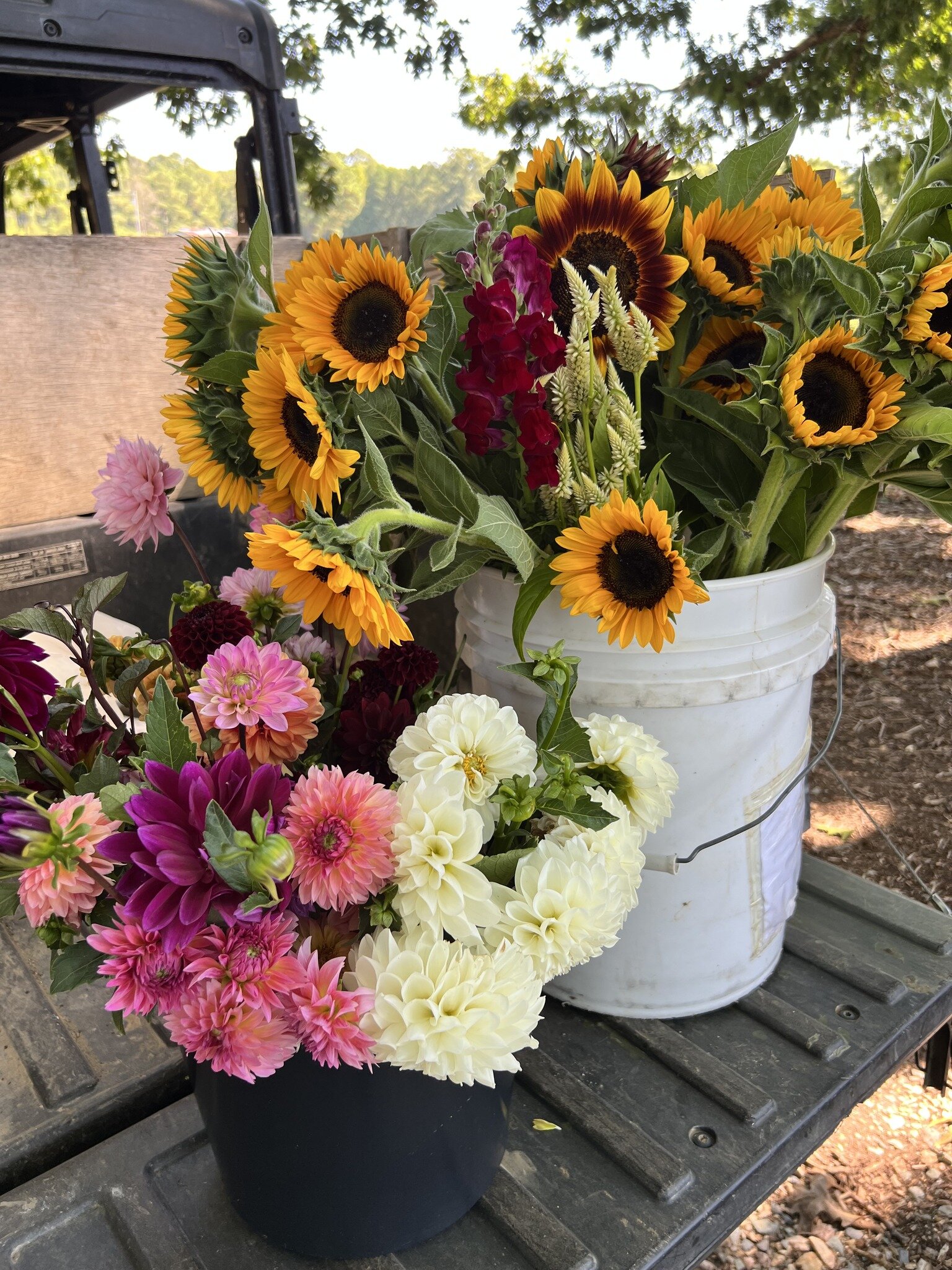 Donation suggestions? Our flower farm is looking for a few places that could use any extra flowers once our bouquet season starts rolling next month. 

I'm looking for suggestions on SW Wake County places where buckets of loose flowers could go to go