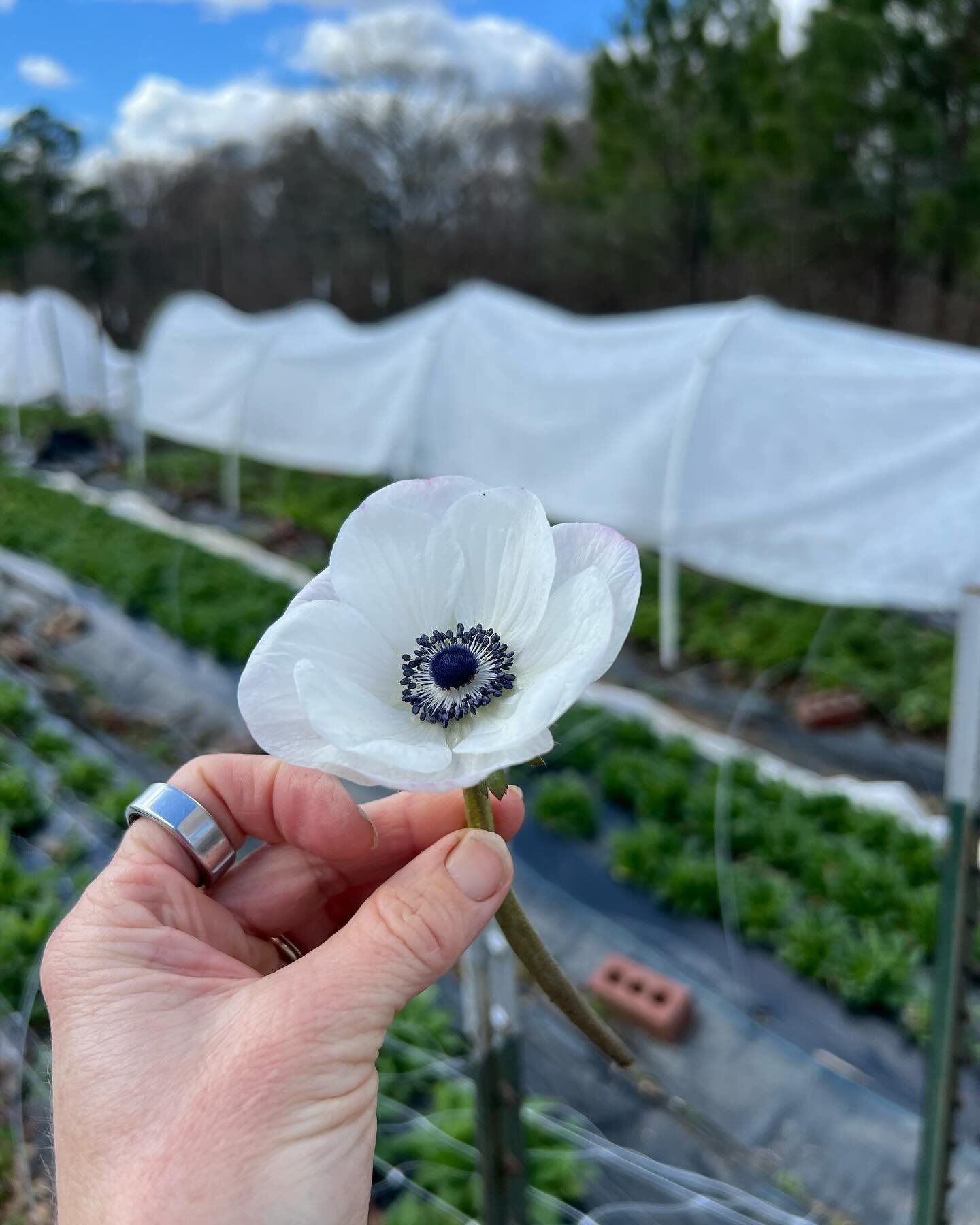 Well hello there panda. 🐼 Can you see why these anemones get their cute variety name? 

I love how the centers actually turn a dark blue as they mature. Longer stems to come! 

#ncflowers #springflowers #whiteflowers #anemoneflower #blackandwhite #n