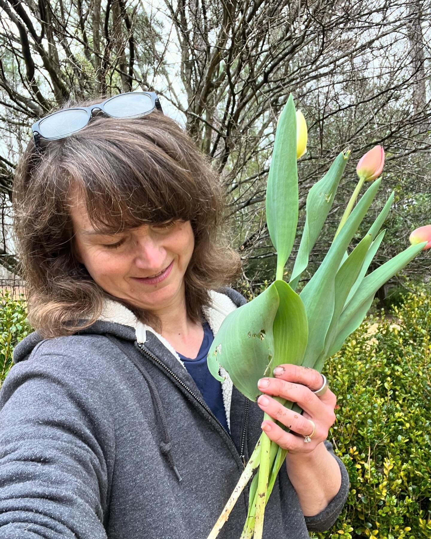 I was worried that the tulips 🌷 didn&rsquo;t get enough chill time for long stems. 😳

#Nevermind #tuliptime #tulips🌷 #ncflowers #ncspring #springflowers #ncgardening