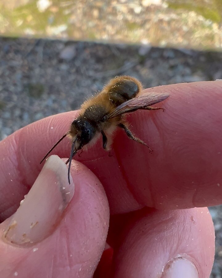 I found this little native bee today warming herself in the sun. But It&rsquo;s not one of our honeybees. 

She&rsquo;s a native bee, of the ground-dwelling adrenid family. These little loners emerge from the ground in spring and do some amazing earl