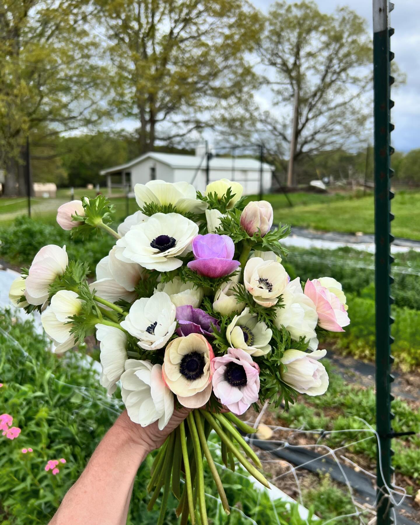 Pastel anemones are perfect for spring wedding bouquets. I love their blue-ish center eye. They really could work in any wedding palettes or theme. But I&rsquo;m kinda loving them on their own. 

This group is promised, but I&rsquo;ll have some in ou