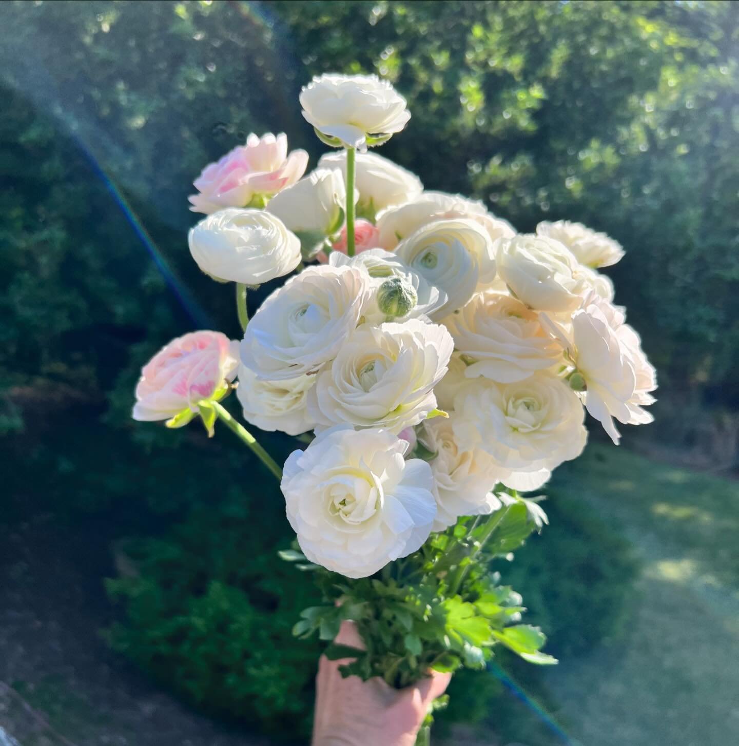 Did angels just shine on these? I swear I heard the chorus. 😂. #fluffyflowers #ranunculus #springflowersmakemehappy #ncweddingflowers #diyweddingflowers #ncflowers #ncgarden #ncgardener #pastelsforspring #flowerbouquet #bouquet
