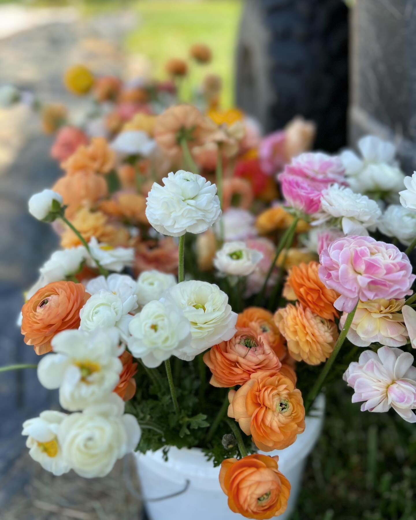 How long can the ranunculus hold on in the 80-degree temps? Not long enough! 

Loving the ruffly colors. This may be their last weekend at the farm stand. Enjoy them while it lasts! 

#toeverythingthereisaseason #ranunculusflower #ncspring #ncgarden 