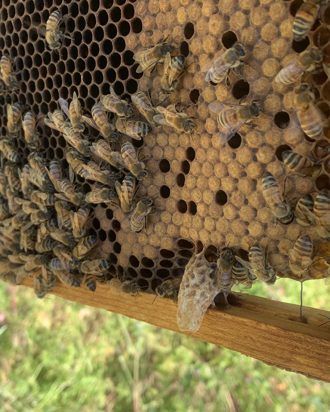 Celebrating Earth Day with our favorite pollinators - honeybees! Most of the baby bees develop in flat topped comb cells. But every once in a while, there&rsquo;s a special one who doesn&rsquo;t fit. 

Who is she? The Queen! Because of her long body,