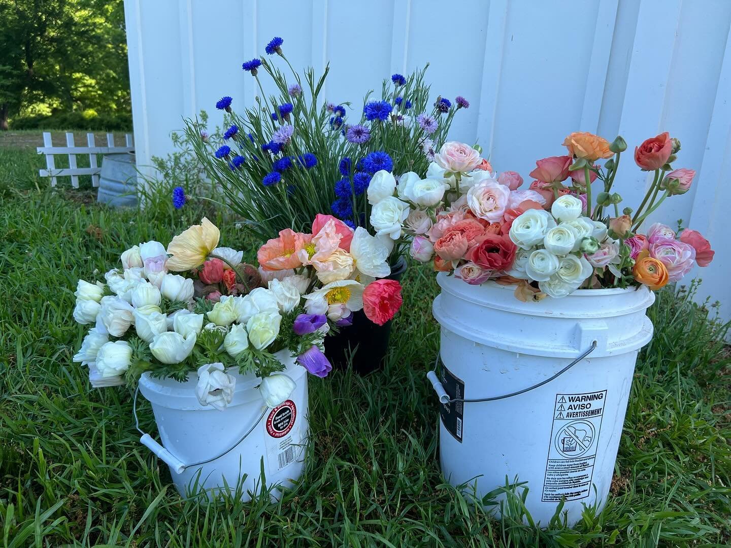 Wedding buckets are rolling out! 💍 So many happy beginnings starting this weekend. 💕

For micro weddings, dinner parties and garden events, I offer bulk bunches of our seasonal flowers for pick up. 🚙

So many pretty things coming into bloom now! ?