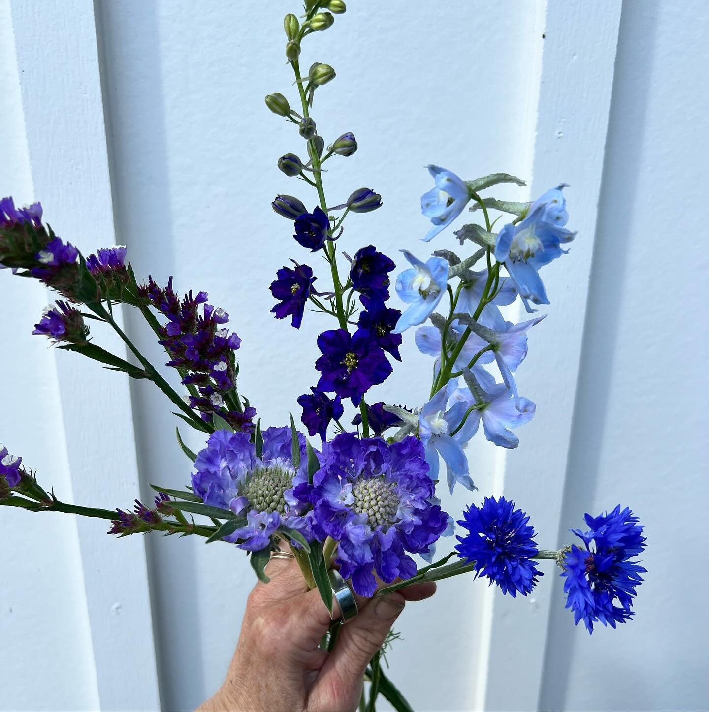 Which one of these is blue? Such a range of what plant breeders call their cultivars. Is it blue or is it purple?  And does it matter? 😂 💙💜

#blueflowers #springblue #isitblue #ncflowers #ncvardening #plantbreeding #pittsboronc