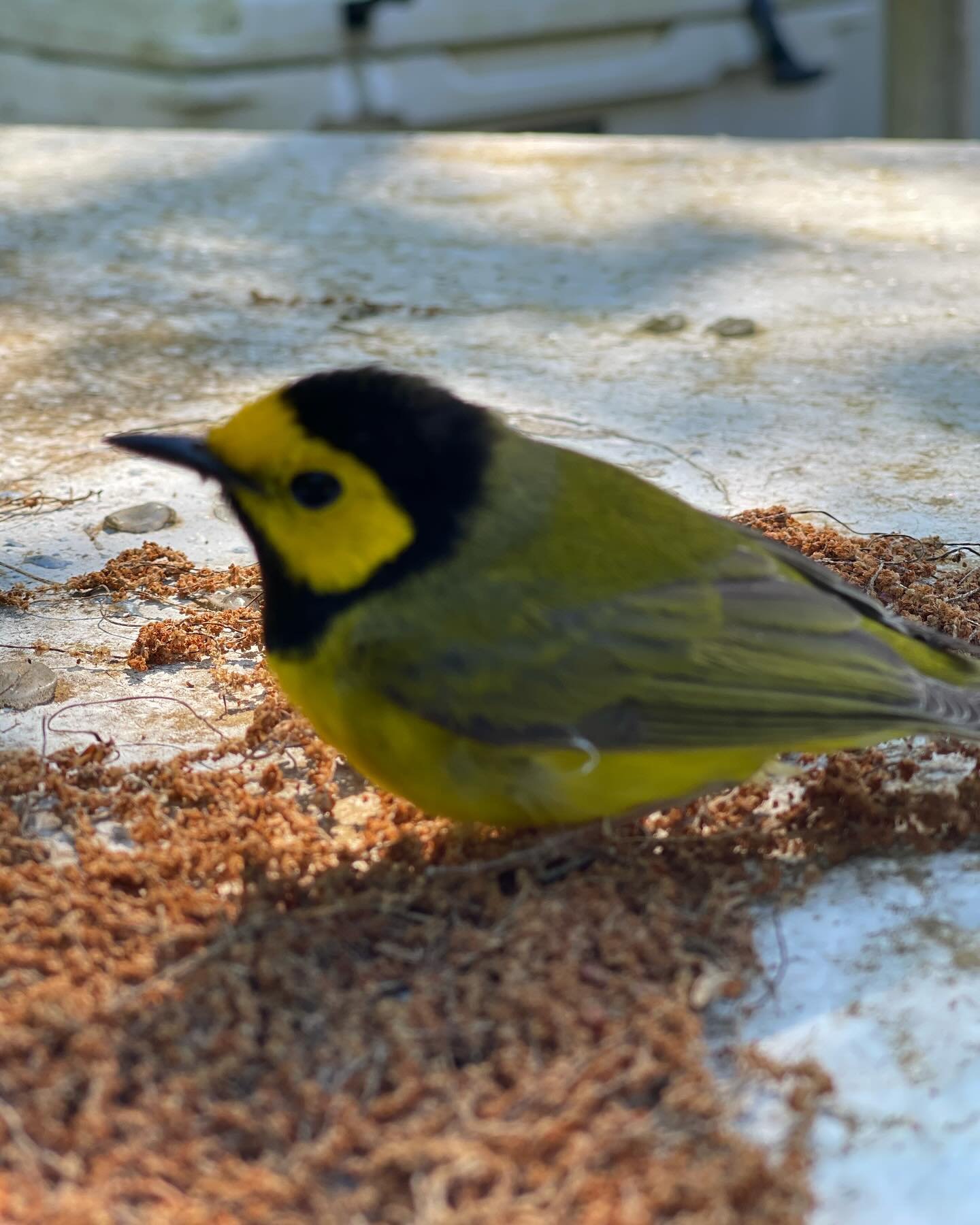 We had a hooded warbler join us for our Mother&rsquo;s Day workshop yesterday. This pretty girl bumped into a window and needed a few minutes to recover (away from Boone&rsquo;s nosy nose. 🐕&zwj;🦺)

What a gift to see her beautiful colors up close!