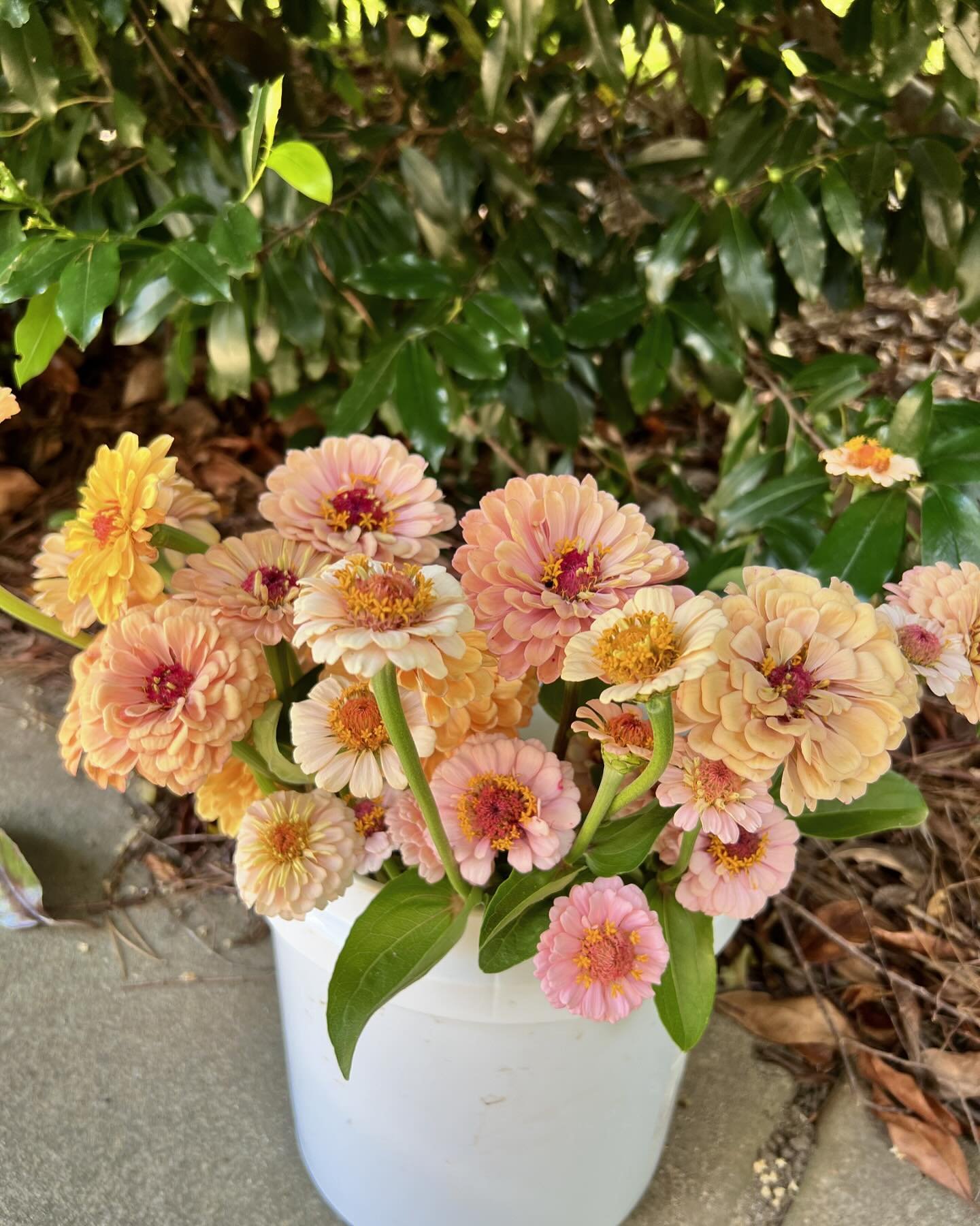 Summer must be here when the zinnias start blooming. Here are the First of the new Floret zinnias. 

This one is called Alpenglow. Lots of blush and warm neutrals. I think these will be great for wedding work! 

What do you think? Yes to pastel zinni