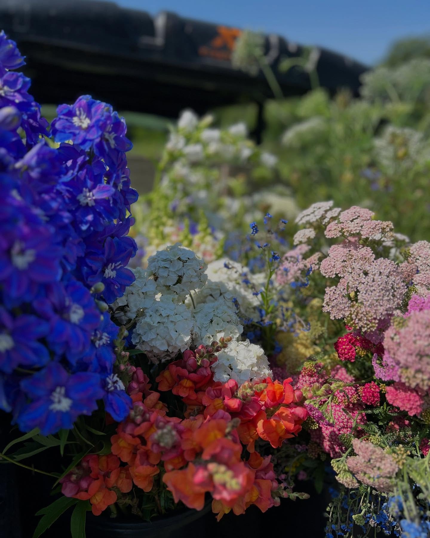 &ldquo;There once was a Dormouse who lived in a bed

Of delphiniums (blue) and geraniums (red)

And all the day long he&rsquo;d a wonderful view

Of geraniums (red) and delphiniums (blue)&hellip;&rdquo;

From A.A. Milne&rsquo;s poem The Doctor and th