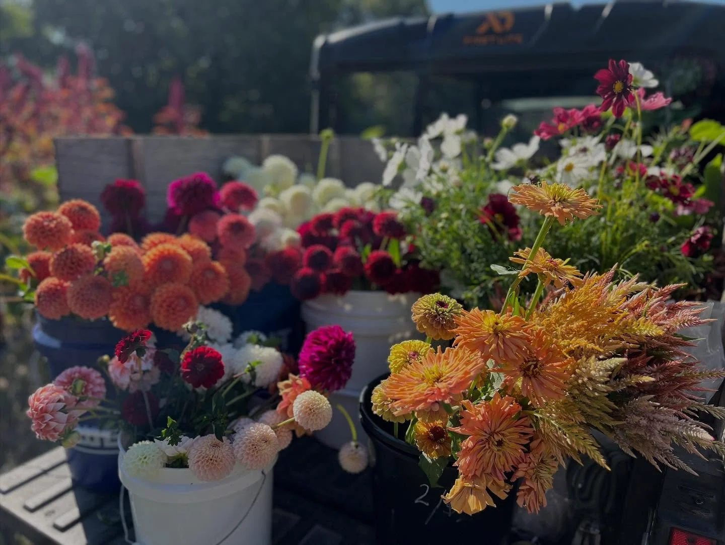 Hey Evelyn - ☀️It&rsquo;s a beautiful week for a wedding. And there is so much beauty coming out of the fields! We are so excited to turn these blooms into your bouquet. 💐

It&rsquo;s almost here! 🎉🌸

#weddingweek #ncwedding #ncflowers #fallweddin