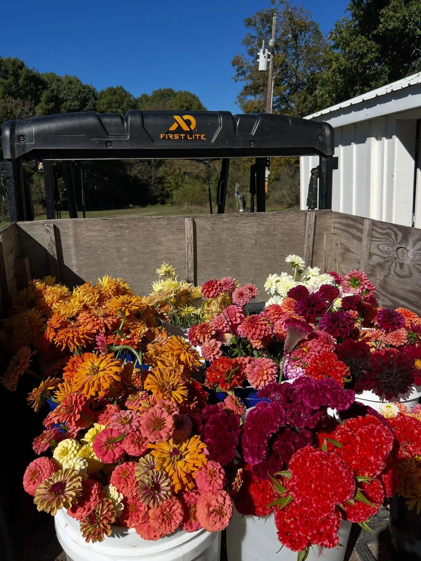 Hey Julia and Finn - The colors are really popping this week! Get ready for a fabulous #weddingweekend. 
#fallflowers #fallweddingflowers #fallweddinginspo #colorfulwedding #durhamnc #pittsboronc #flowerfarm #ncflowers #weddingflowers #farmerflorist