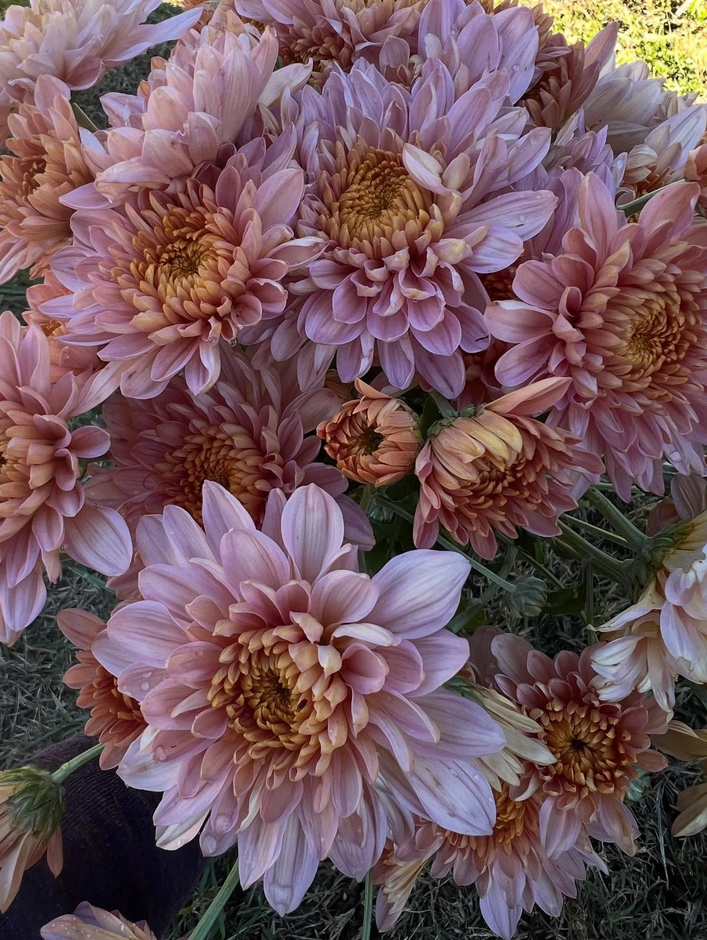 Hey Andrea - Some beautiful new things are blooming for your weekend! The color palette is fabulous and It&rsquo;s going to be gorgeous. 💫💐

#fallweddingflowers #ncweddingflowers #ncwedding #ncflorist #pittsboronc #chathamcountync #novemberwedding 