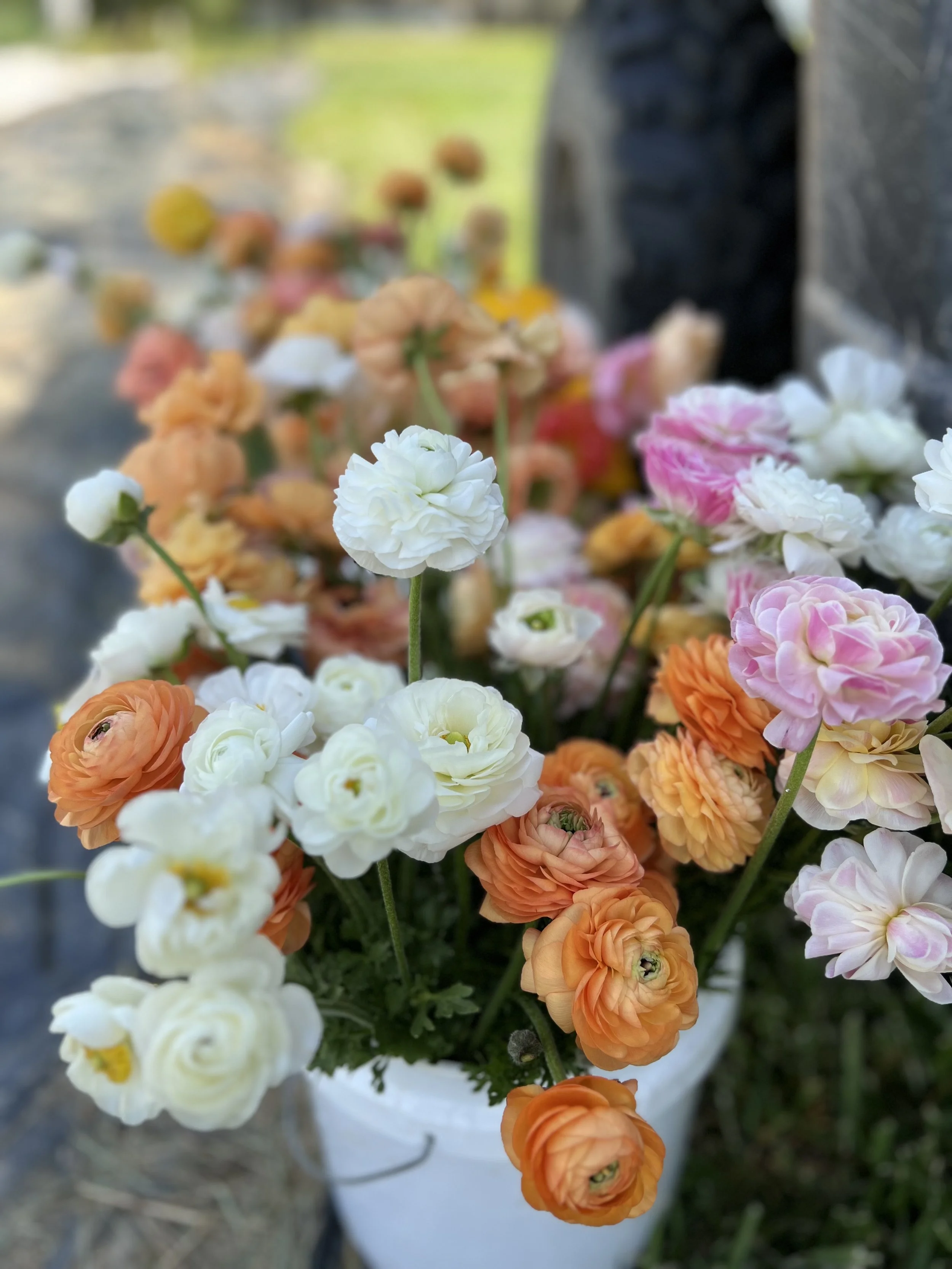 April Ranunculus Bouquet