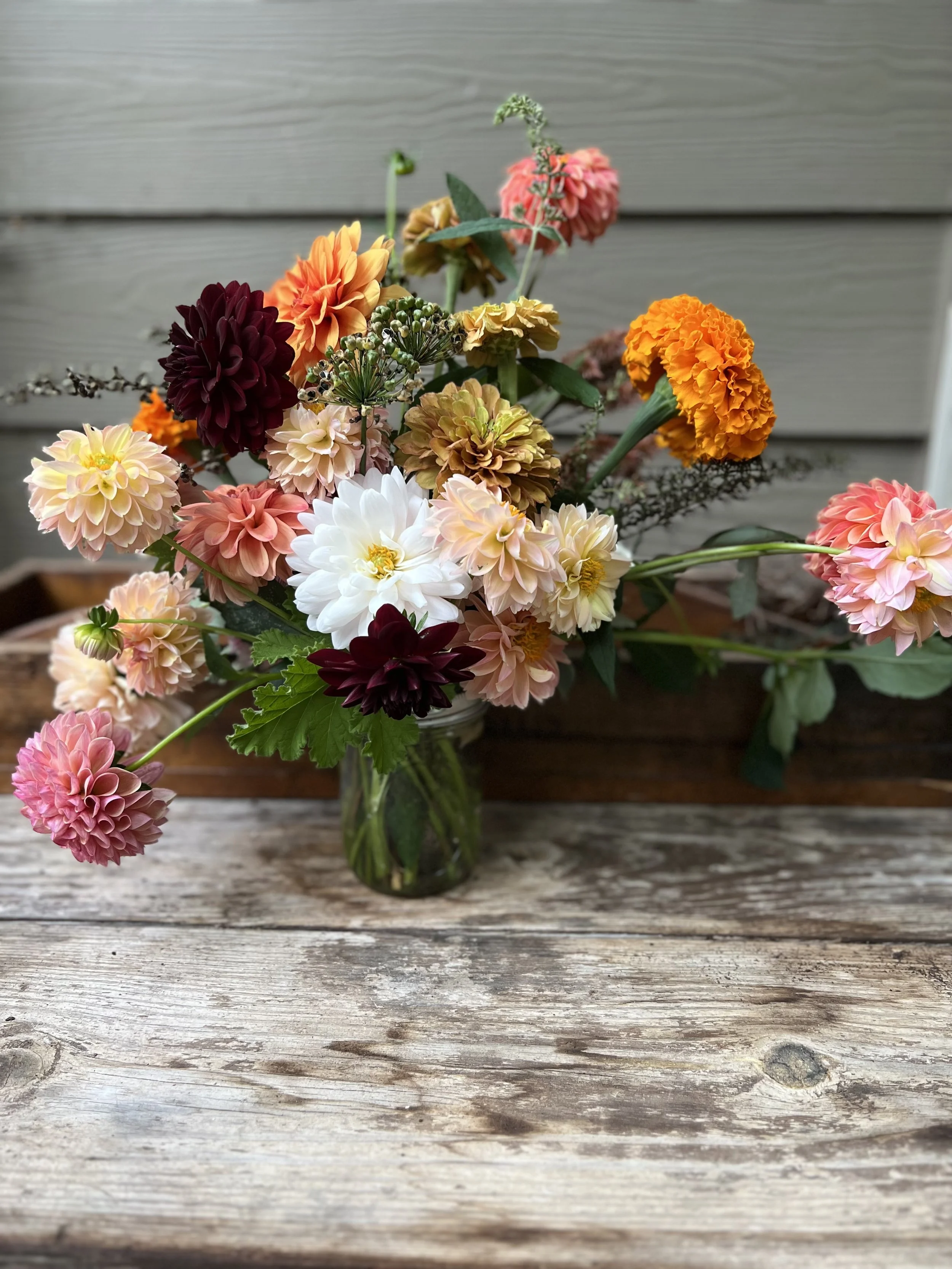 Fall Dahlia Celebration