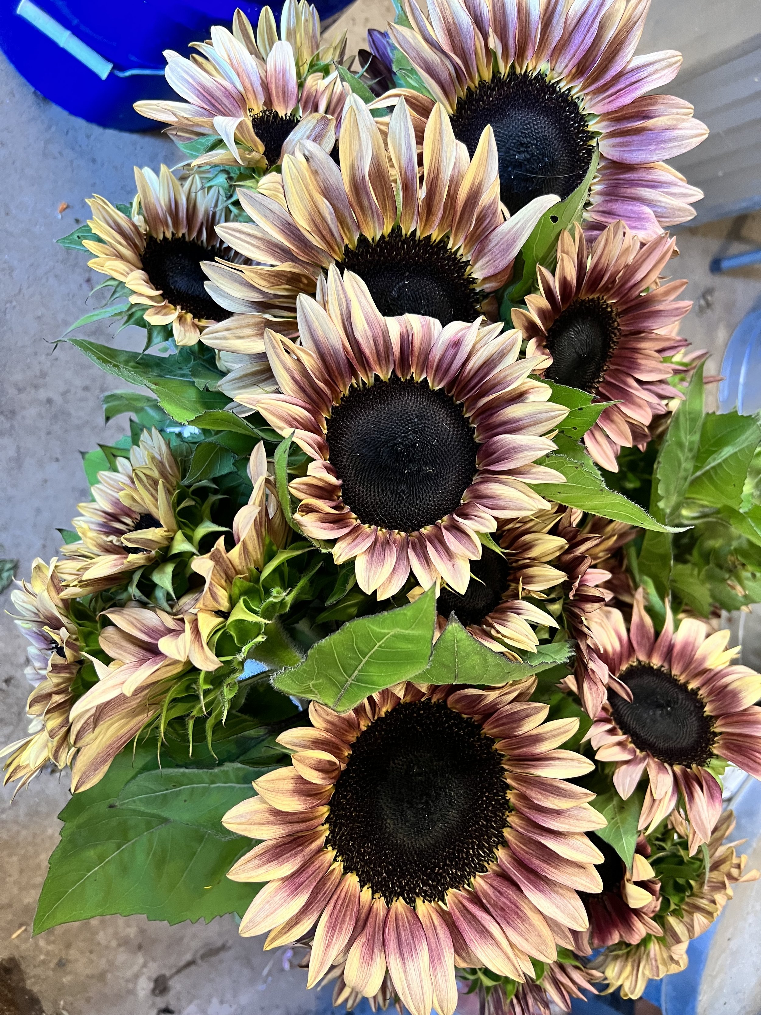 Plum sunflowers