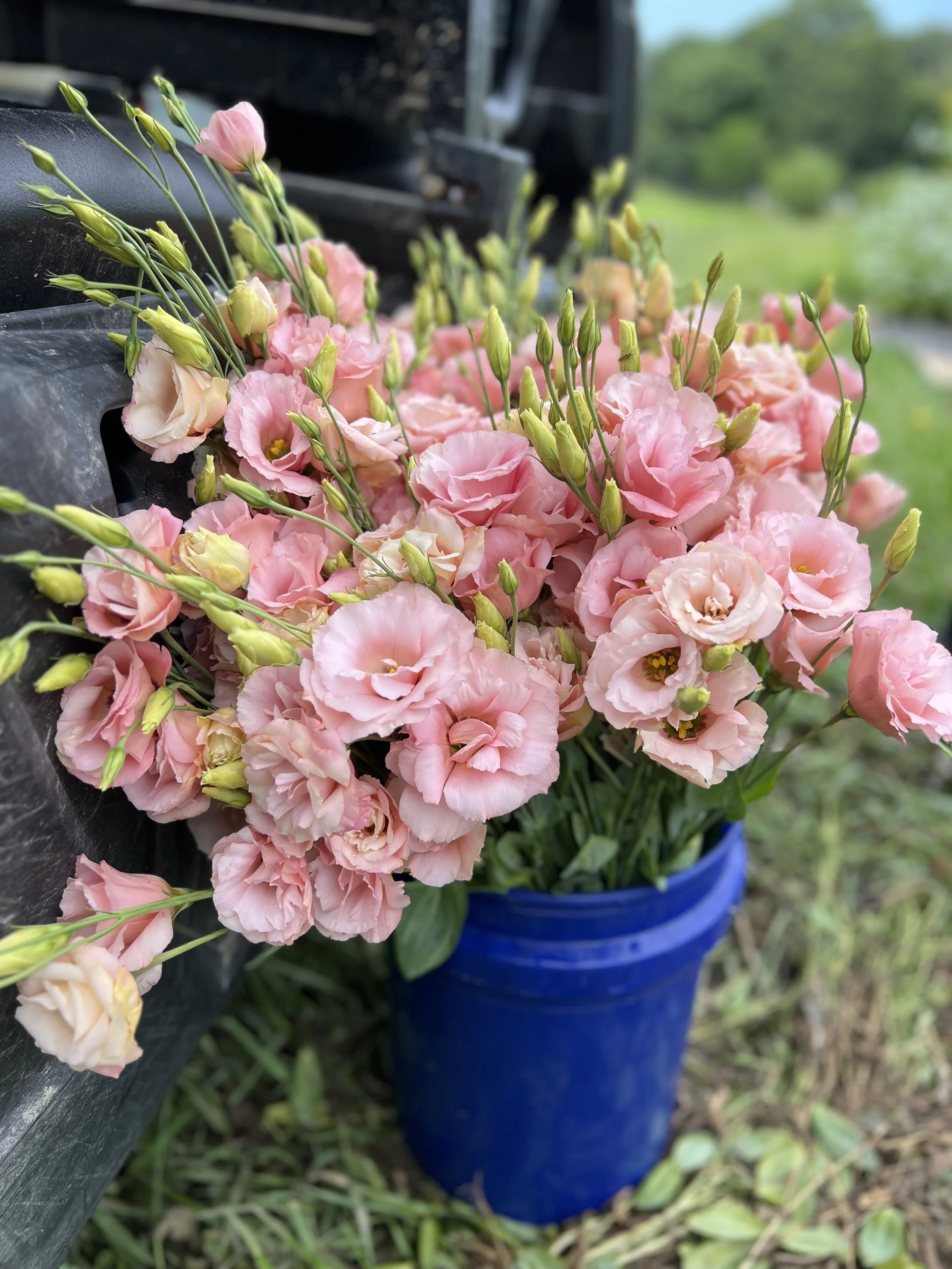 A blue bucket of pink lisianthus in the field