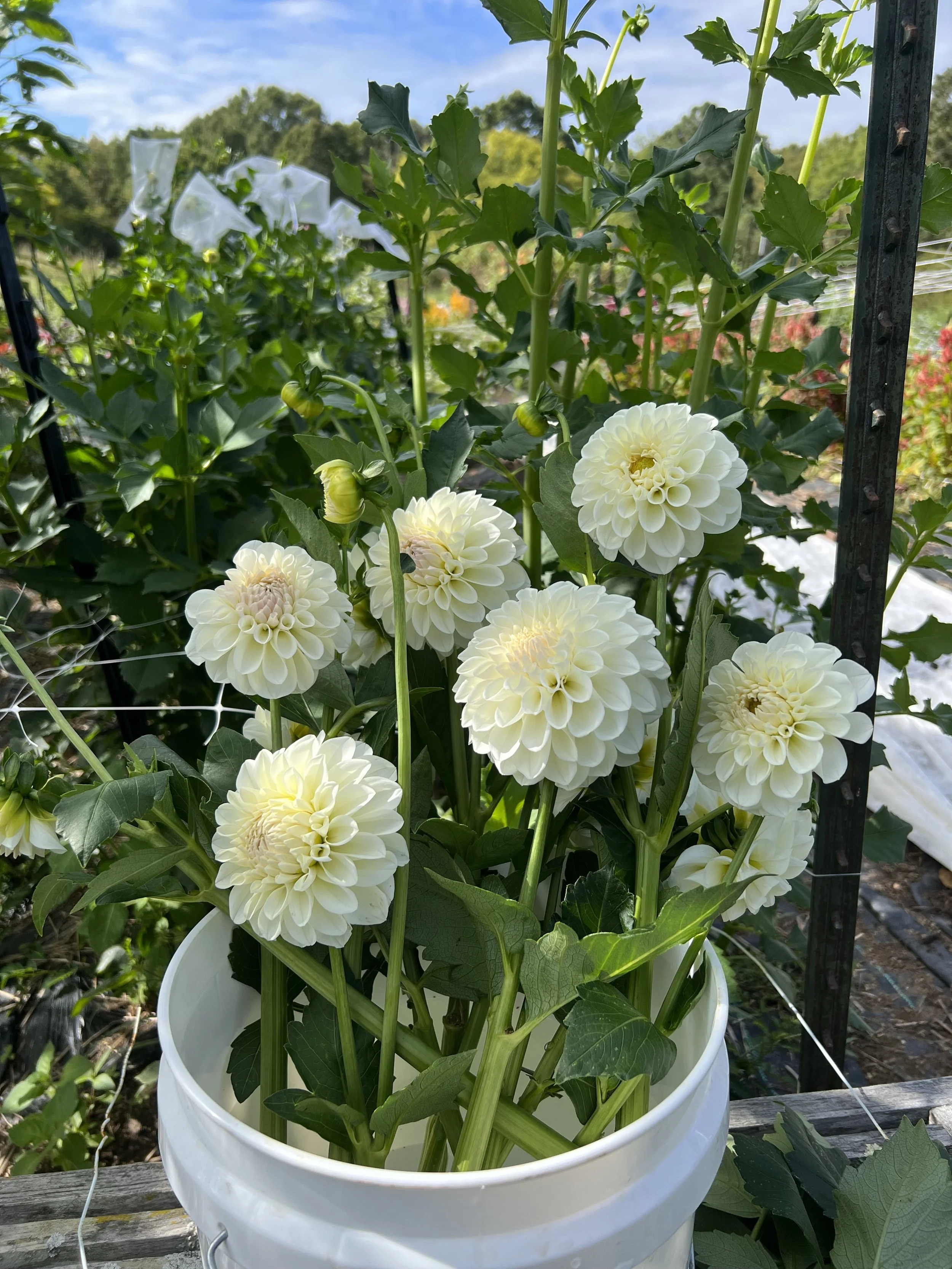 White dahlias in a bucket