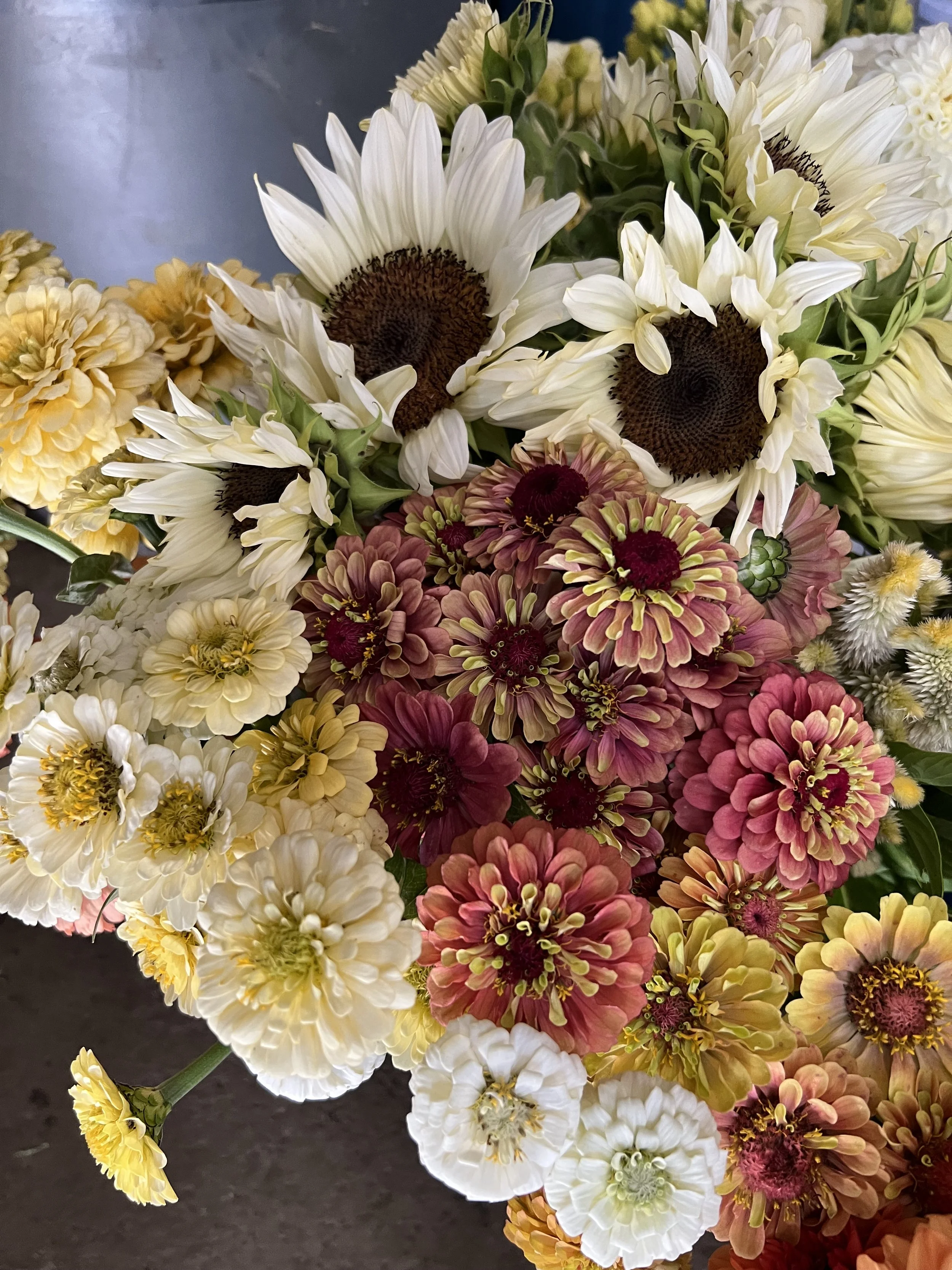 Close up of pastel zinnias and white sunflowers