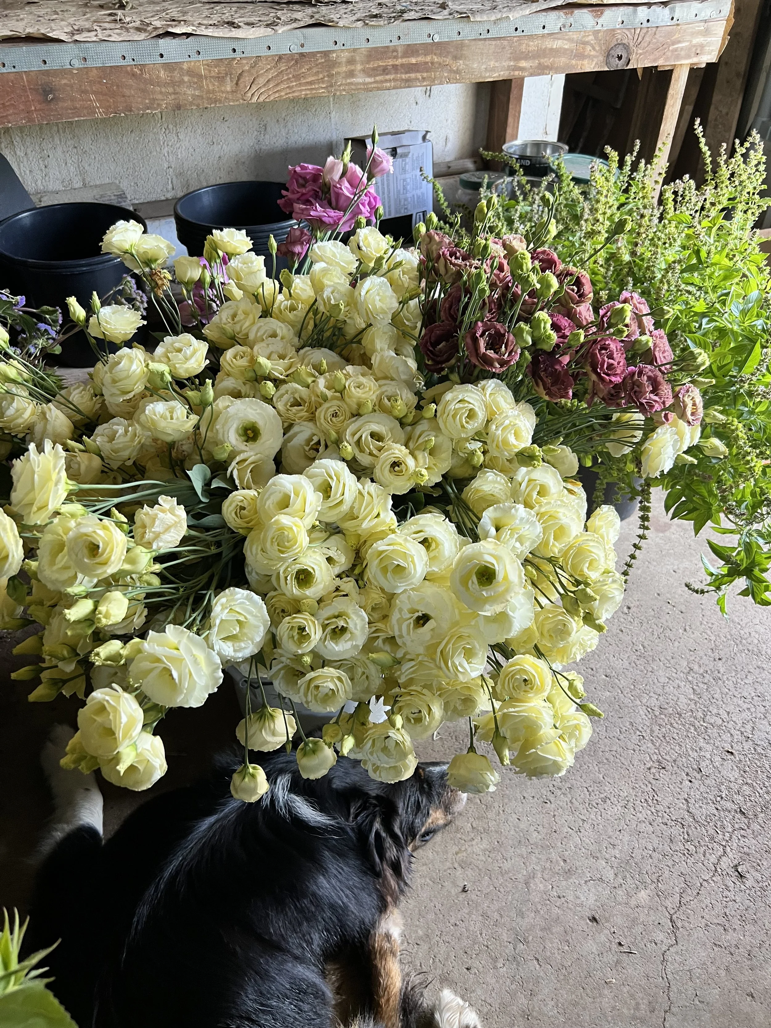 Creamy white lisianthus in buckets
