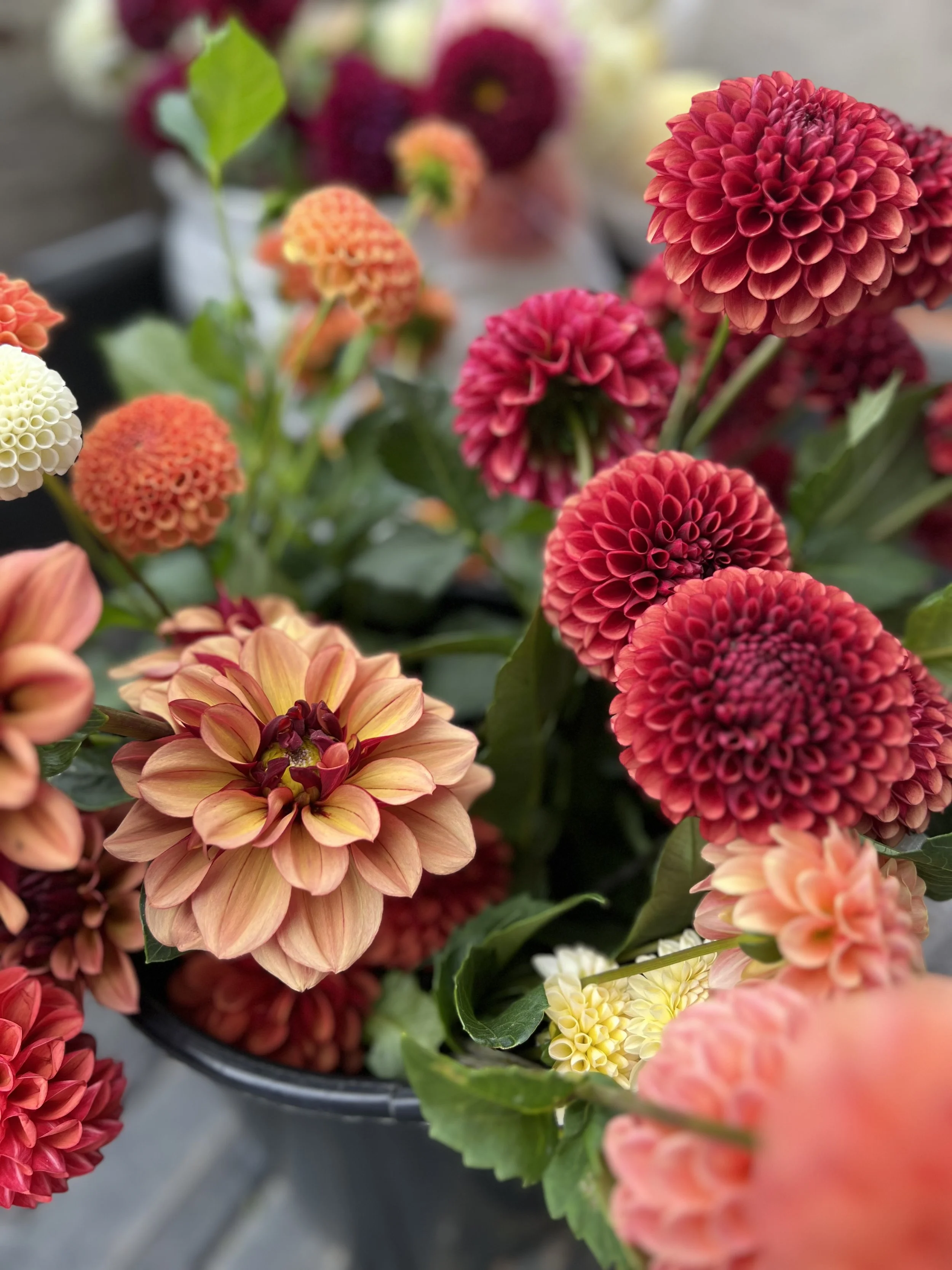 Buckets of fall dahlias from Buck Naked Farm in Pittsboro, NC