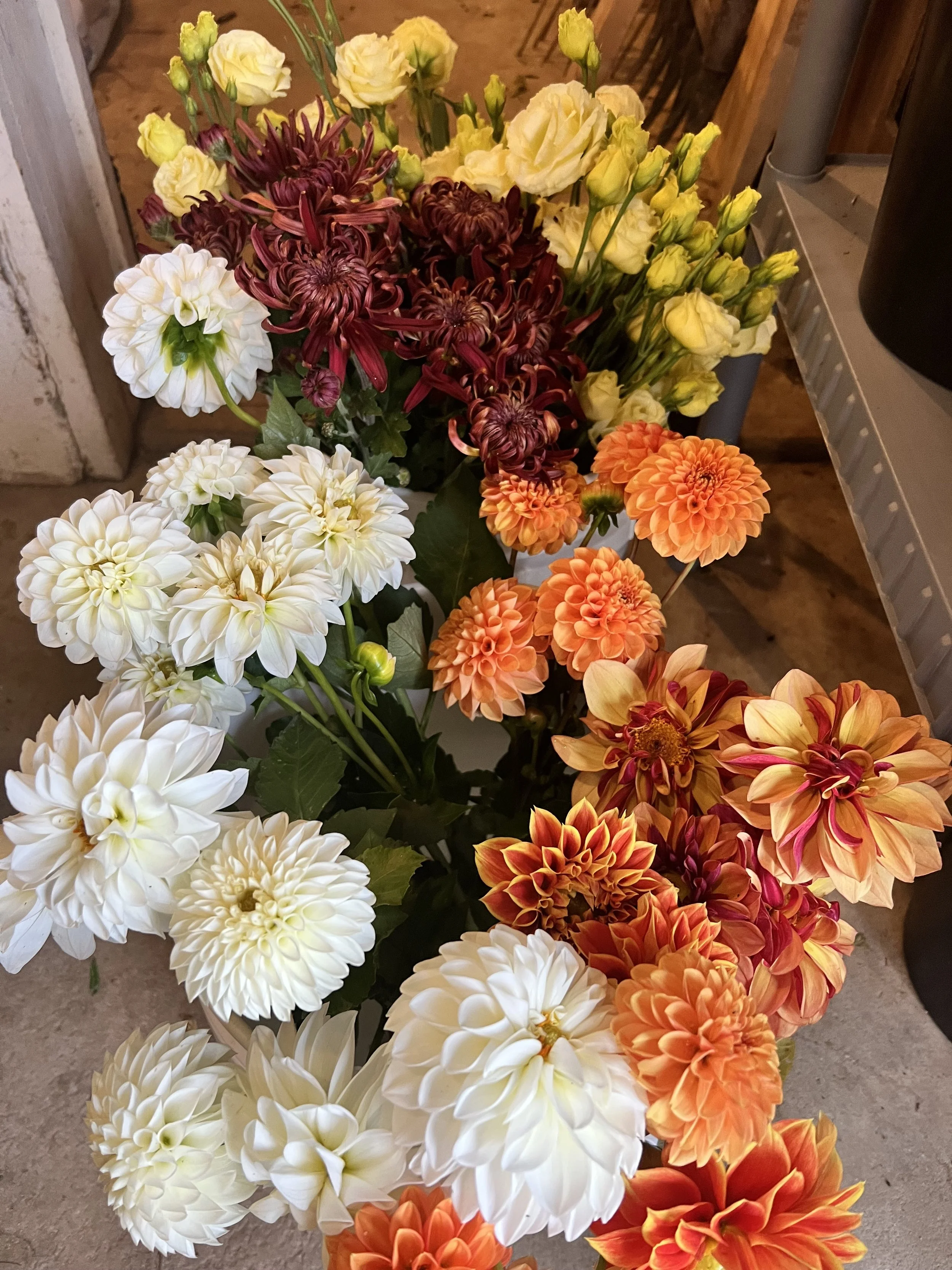 Buckets of fall dahlias and chrysanthemums