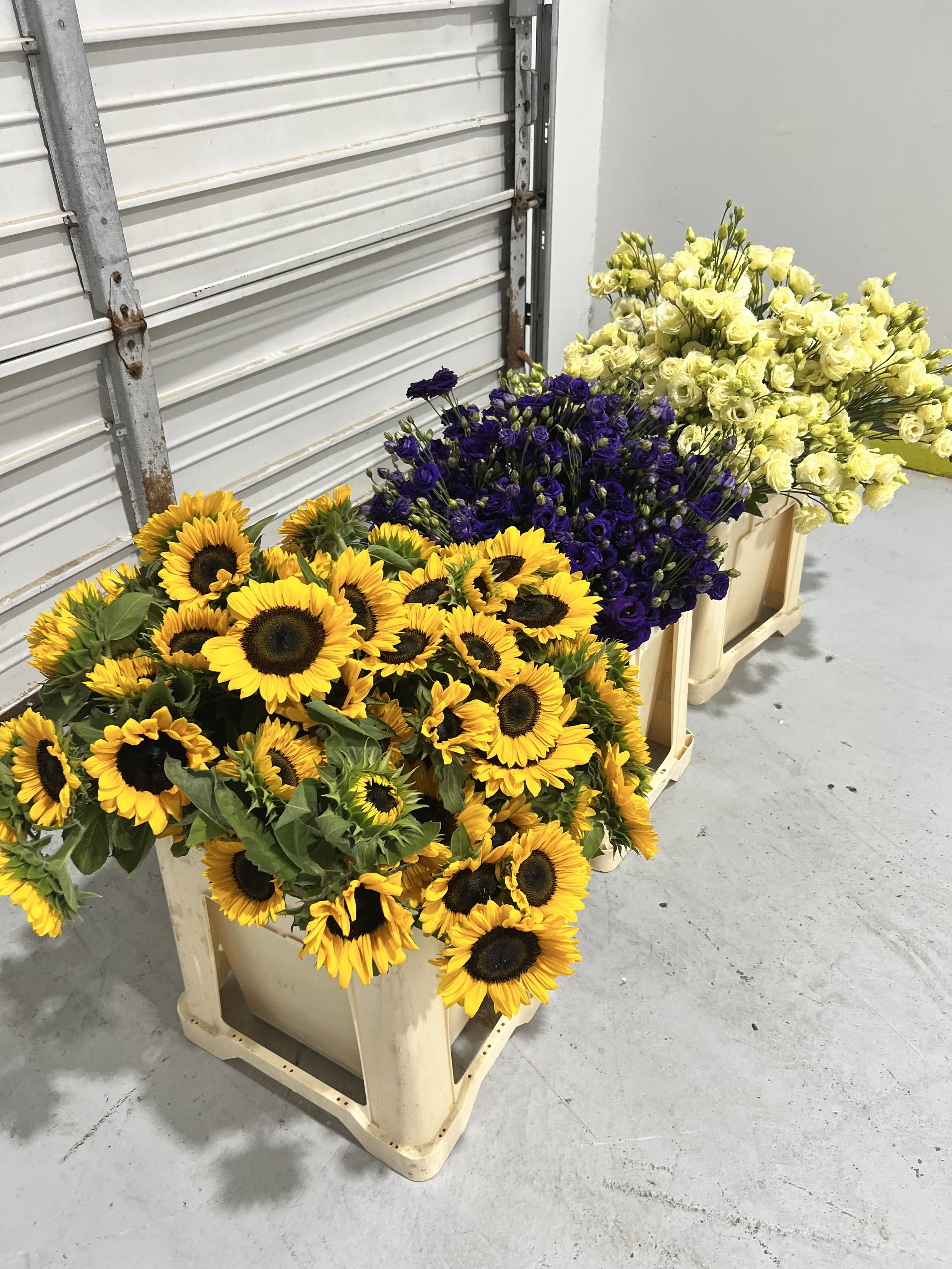 Buckets of sunflowers and lisianthus