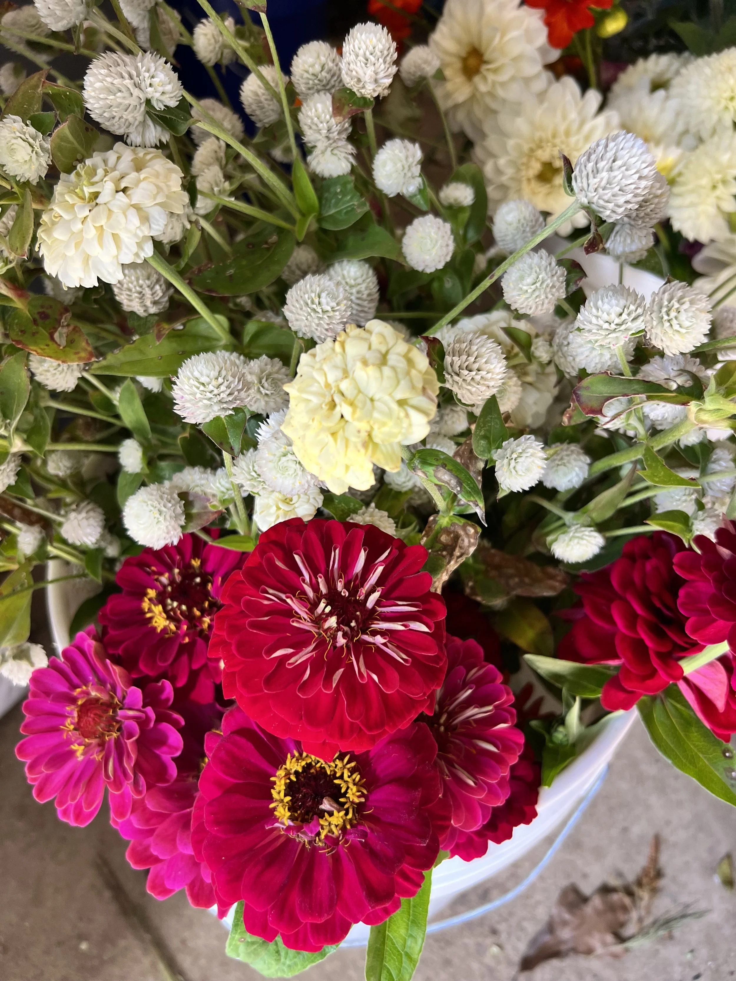 white gomphrena and hot pink zinnias