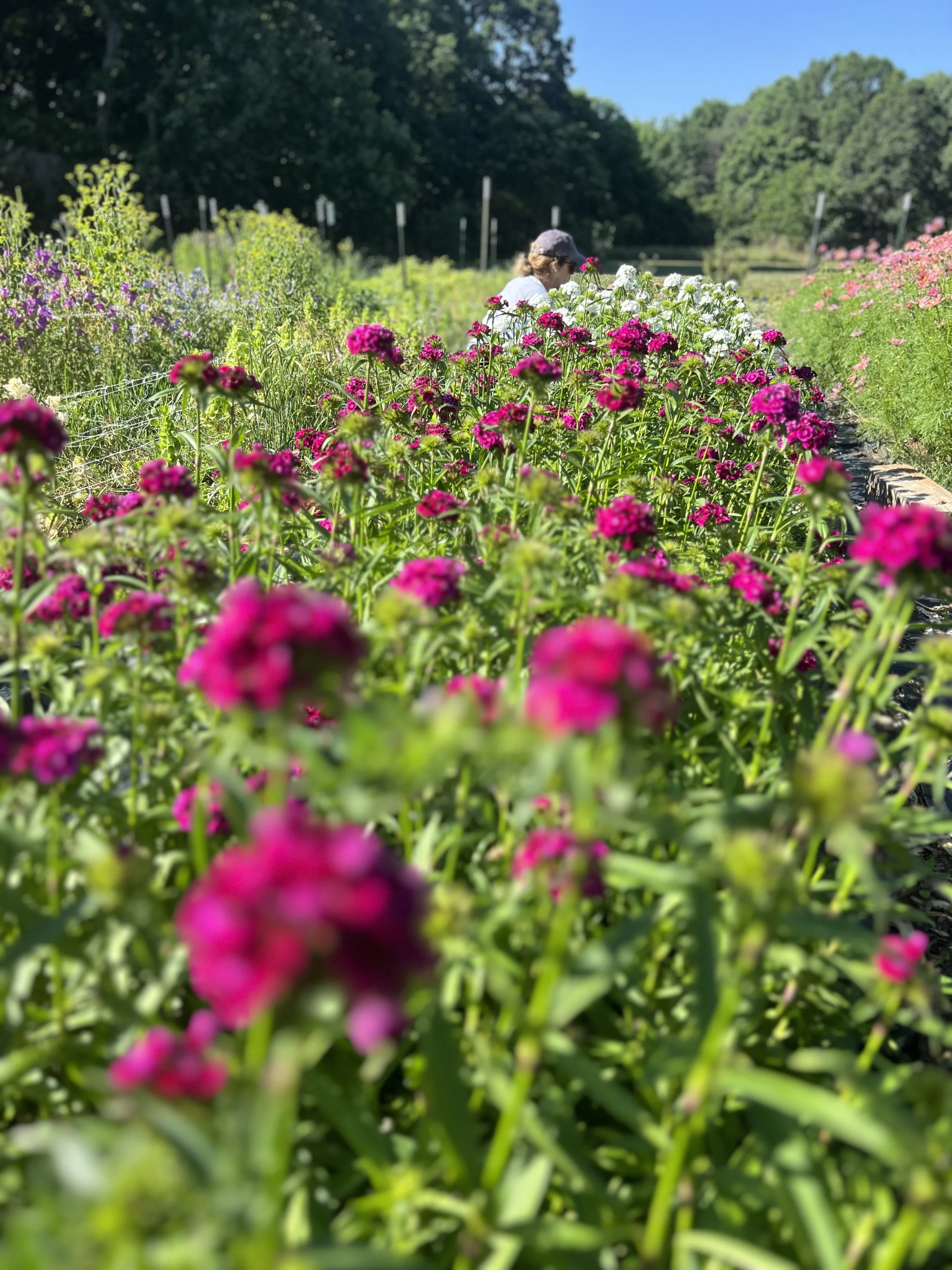 pittsboro nc flower farm field in spring