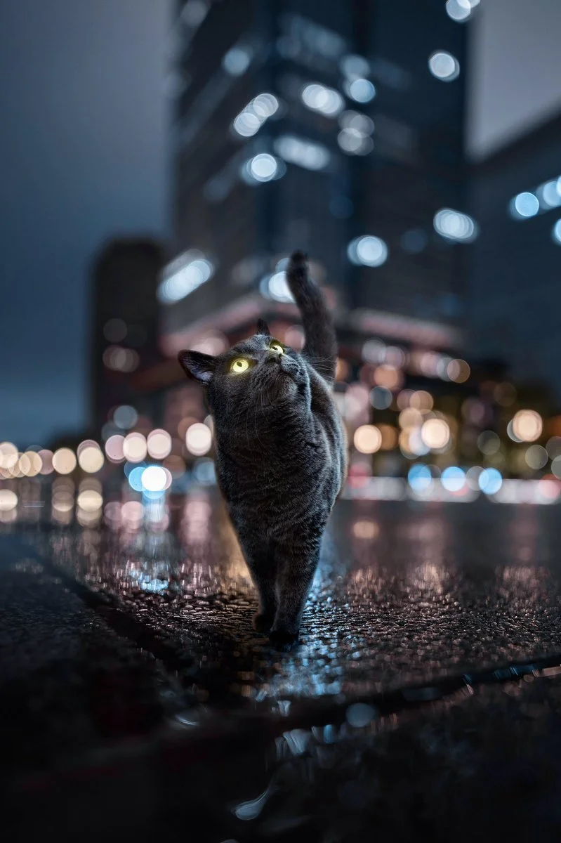 Day 1 - Short Story Collection: City Cat 9 - Part 1