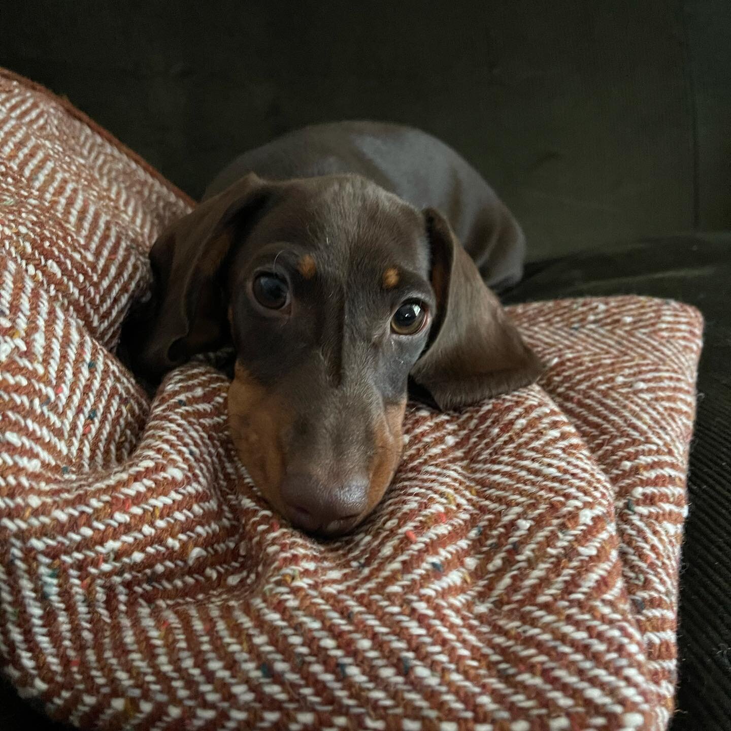 @pablothesausagee lending a hand on location in Hampshire. He was a big fan of the @mournetextiles textured herringbone blanket. #countryliving #interiordesign #interiorstyling #cottagestyle #sausagedog