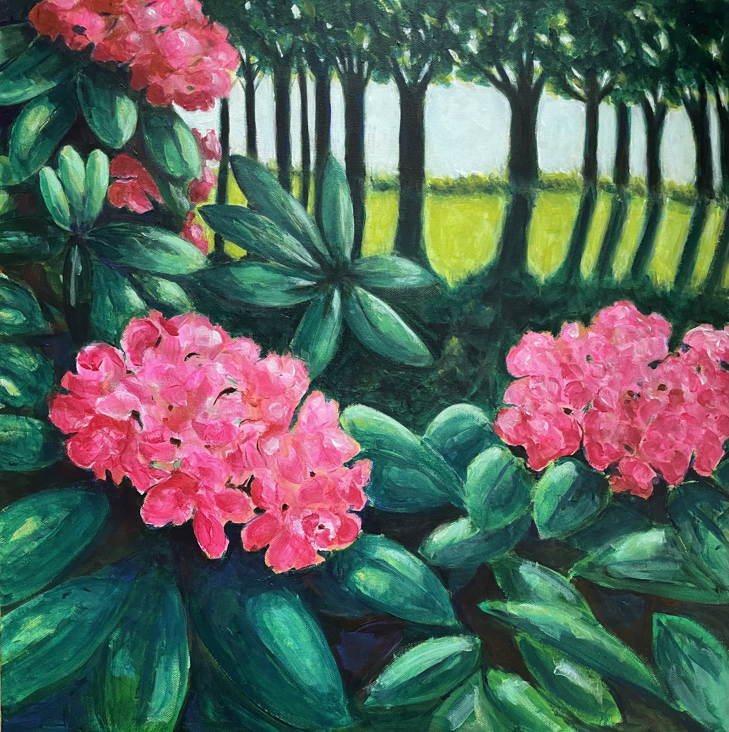 Rhododendrons at Pretty Corner