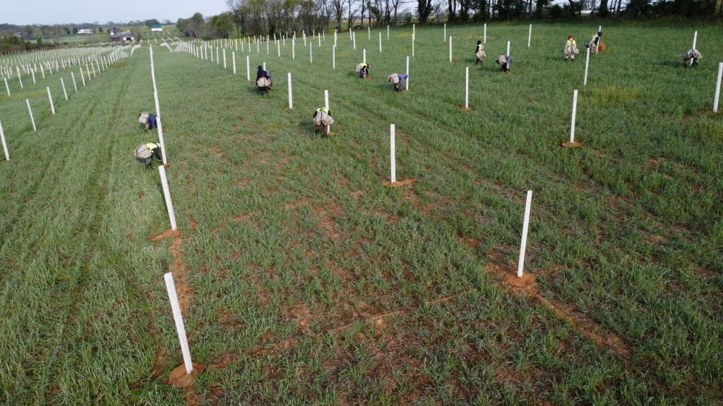 Chestnut-Planting_Propagate-1024x576.jpeg