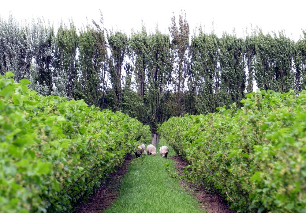 sheep_in_blackcurrants.jpg