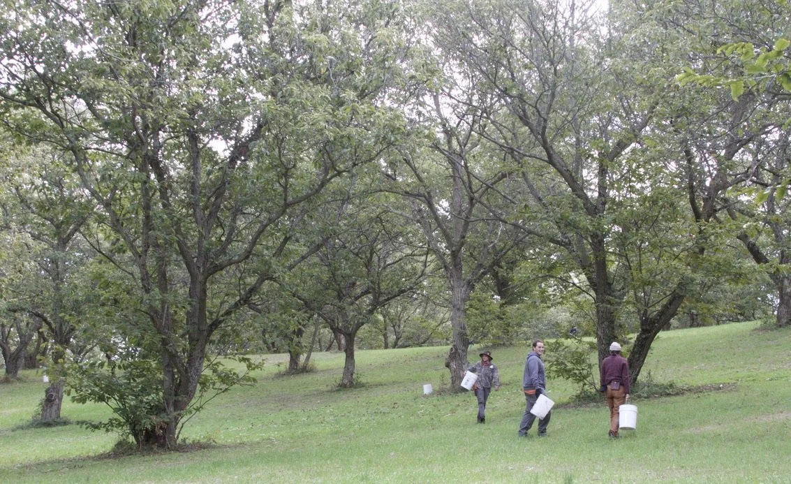 Agroforestry Fast Track
