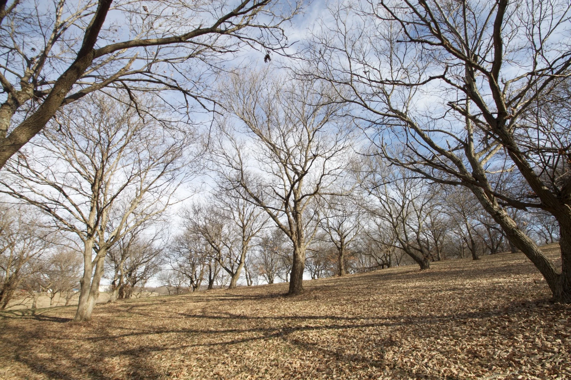 Funding Agroforestry
