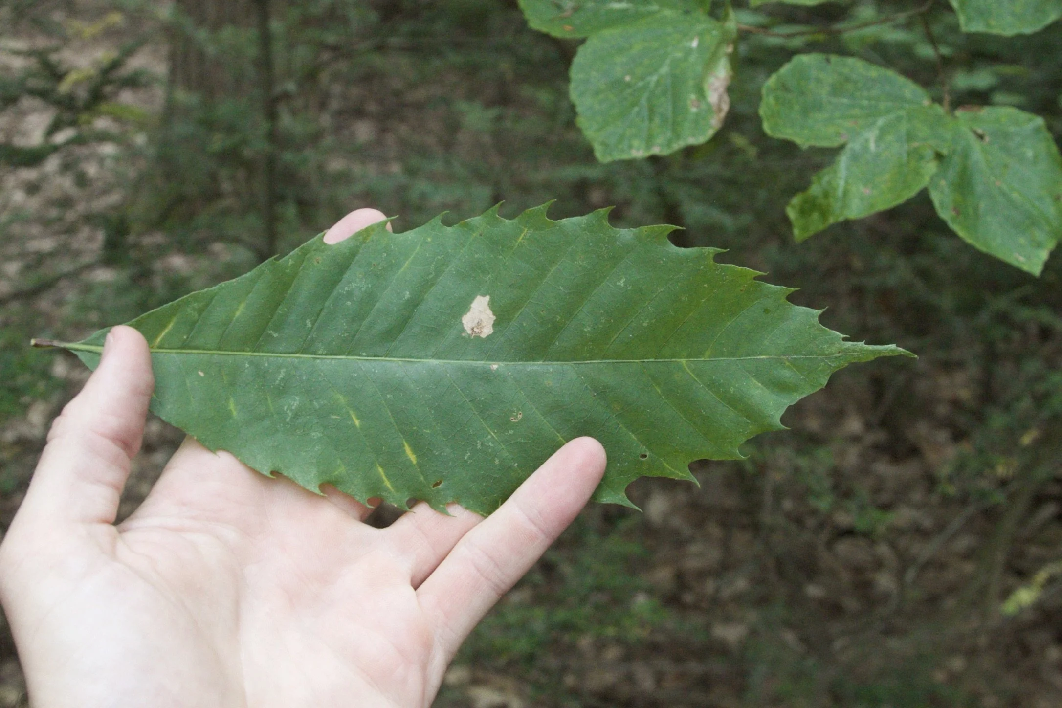 Why We Don’t Plant American Chestnuts