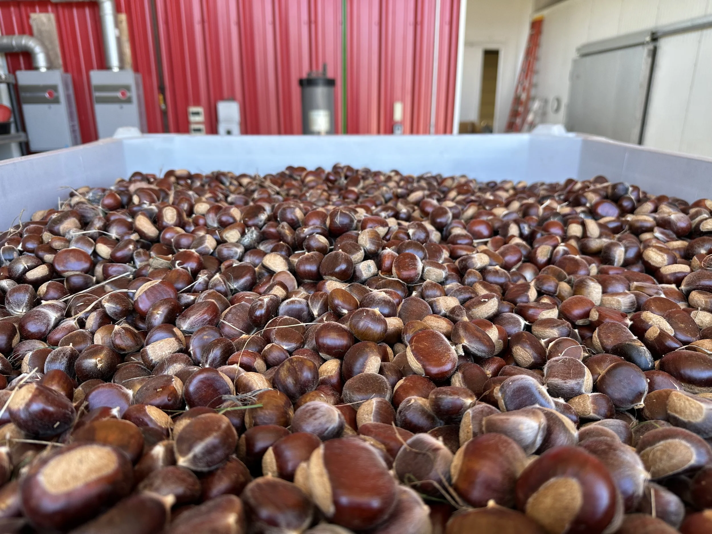 Chestnut Pricing and Markets