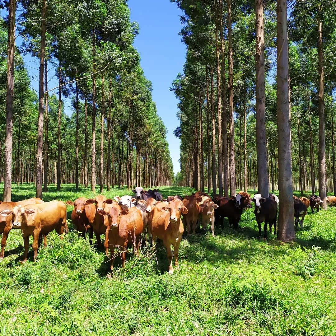 Growing Agroforestry into the Mainstream