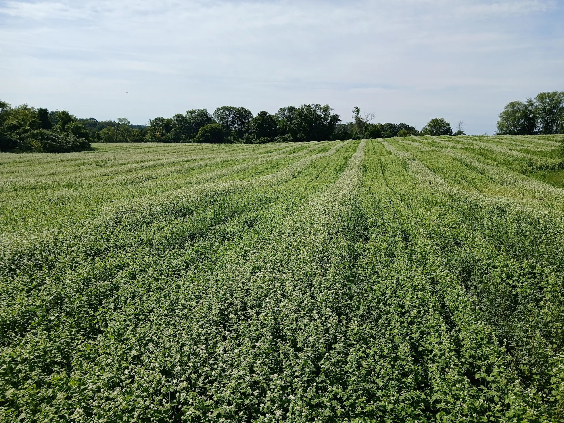 Buckwheat Cover Crop - NE