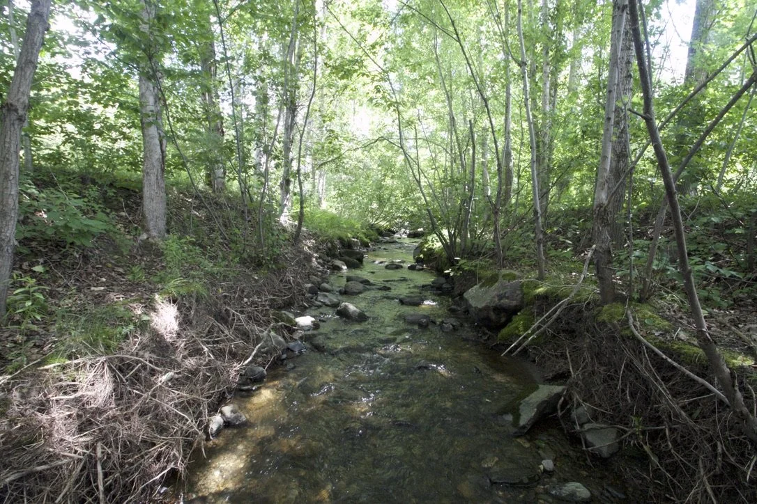Trees for Wet Ground