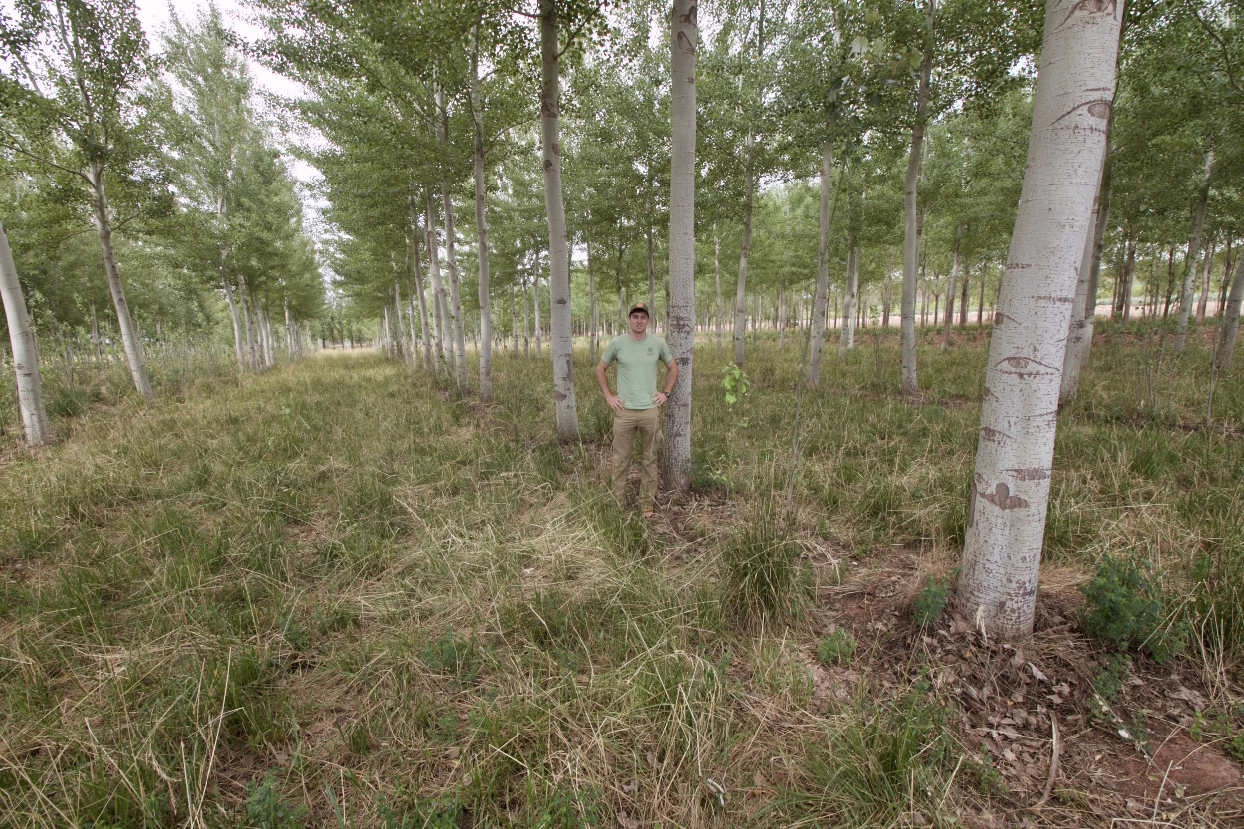 Curly Poplar: High Quality Wood from Low Quality Soil