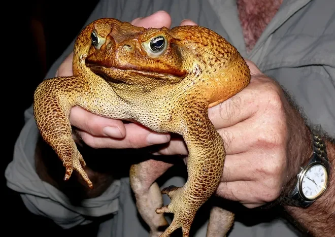 cane toad.webp